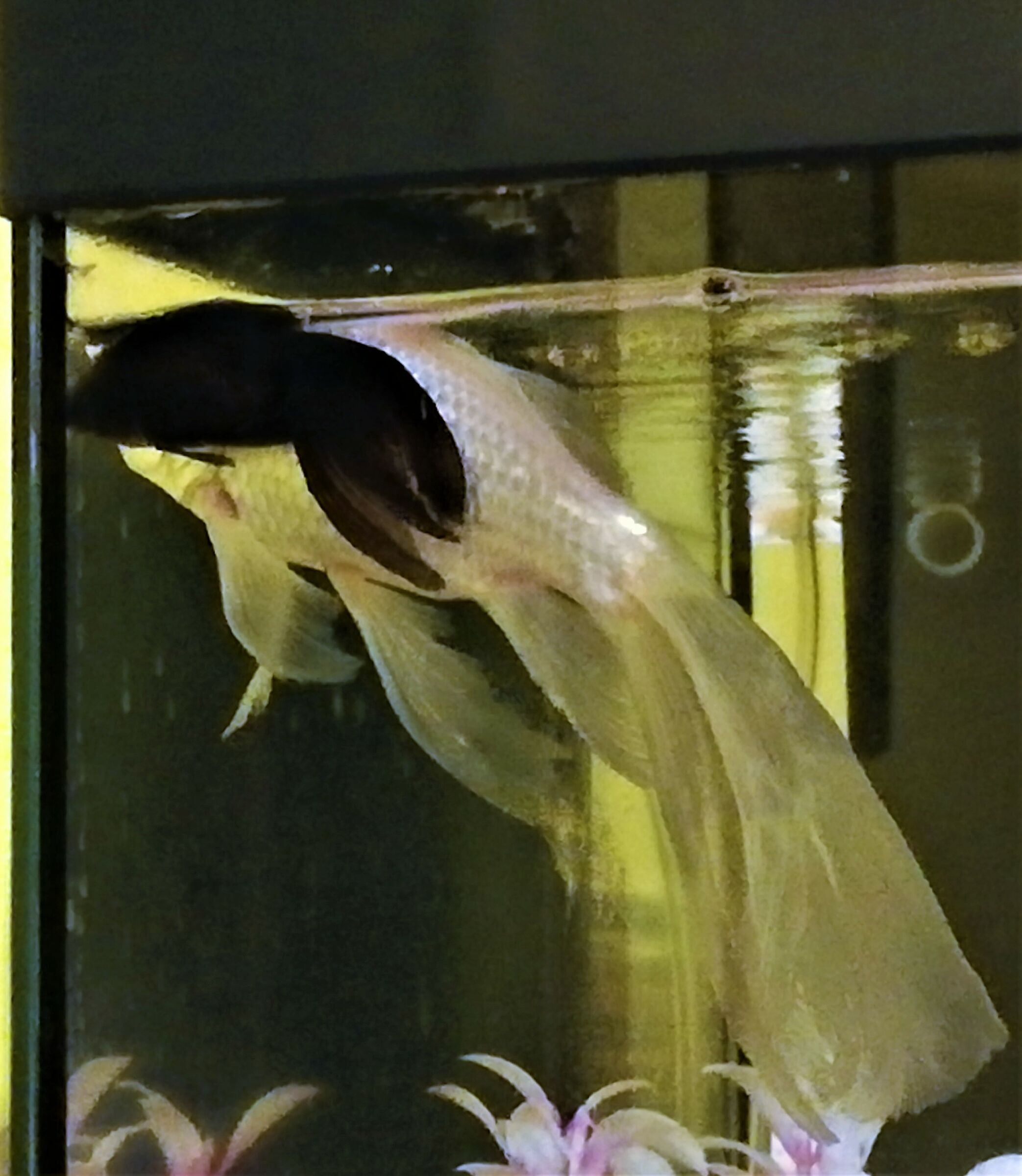 mamma albina e figlio adottivo...