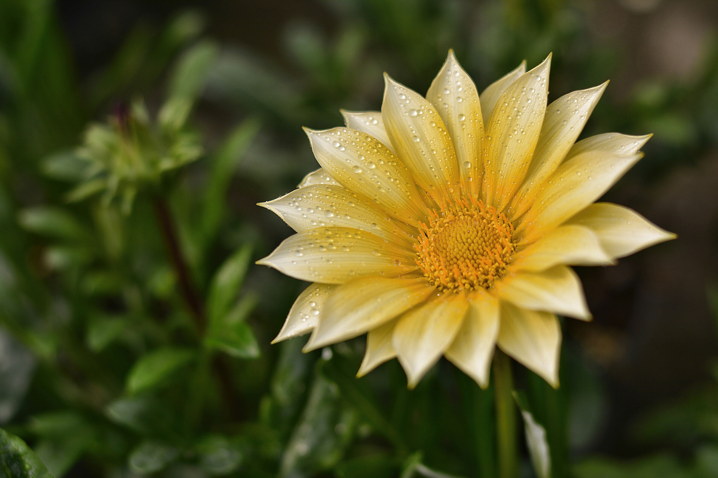 Gazania, Gazania