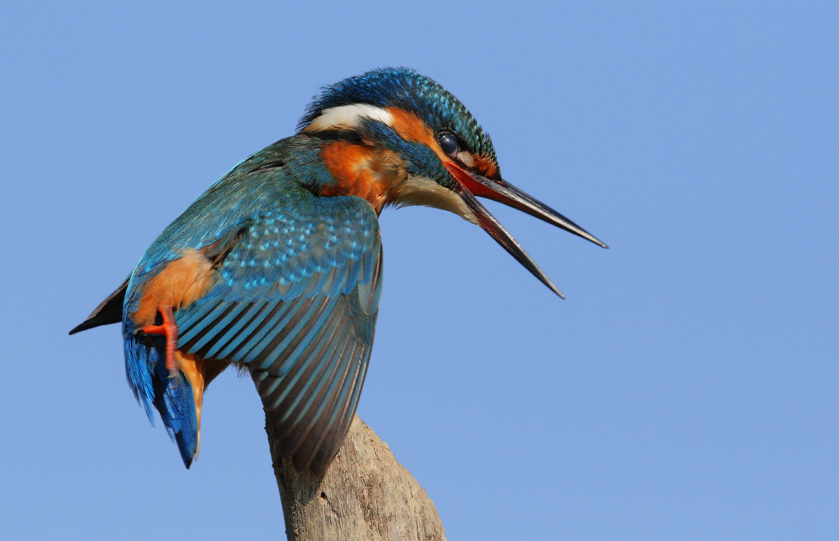 kingfisher