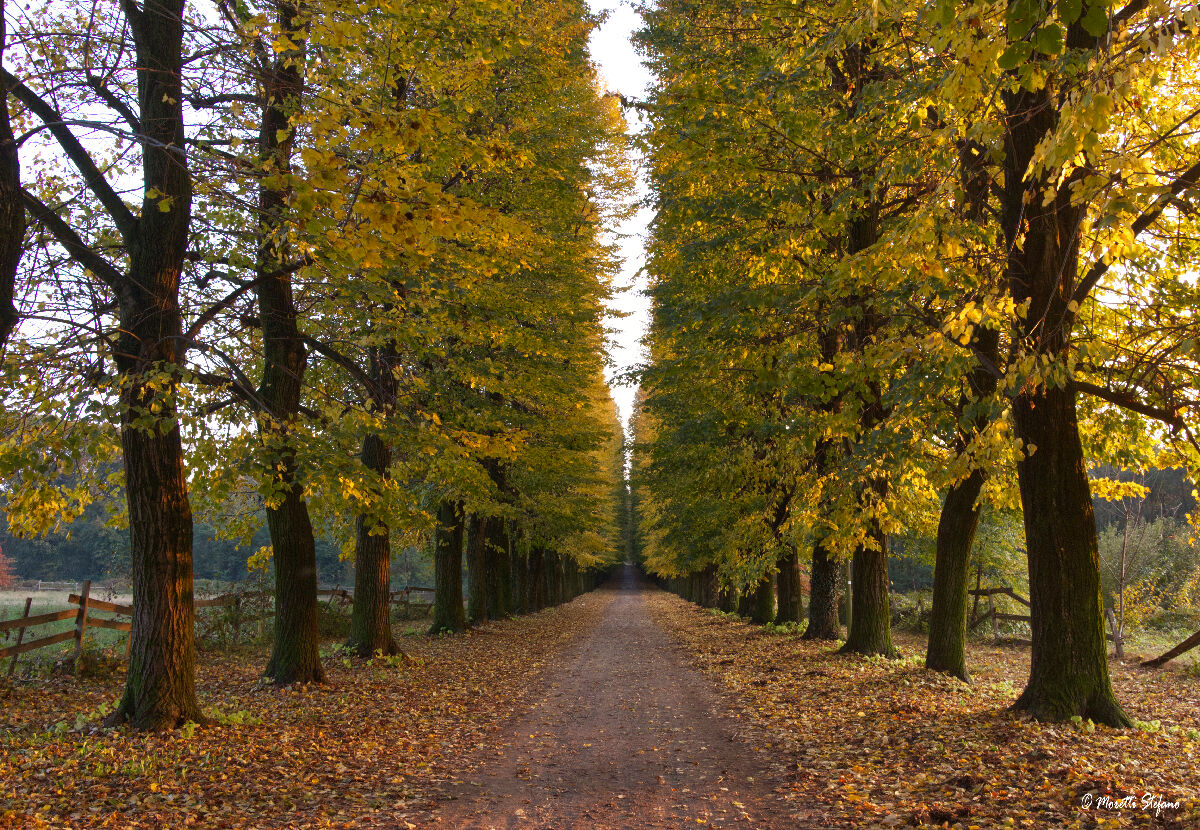 autumn avenue