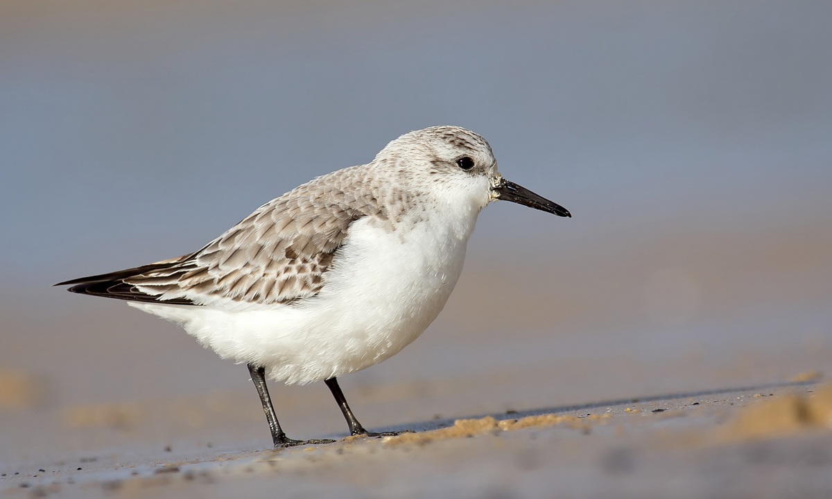Solo un Sanderling ..