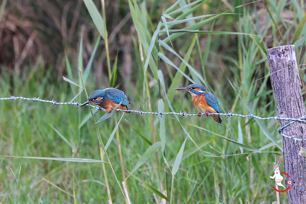 Love runs... on barbed wire