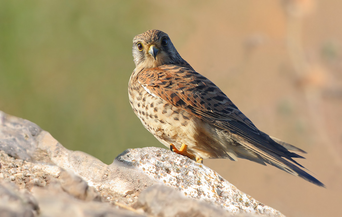 kestrel