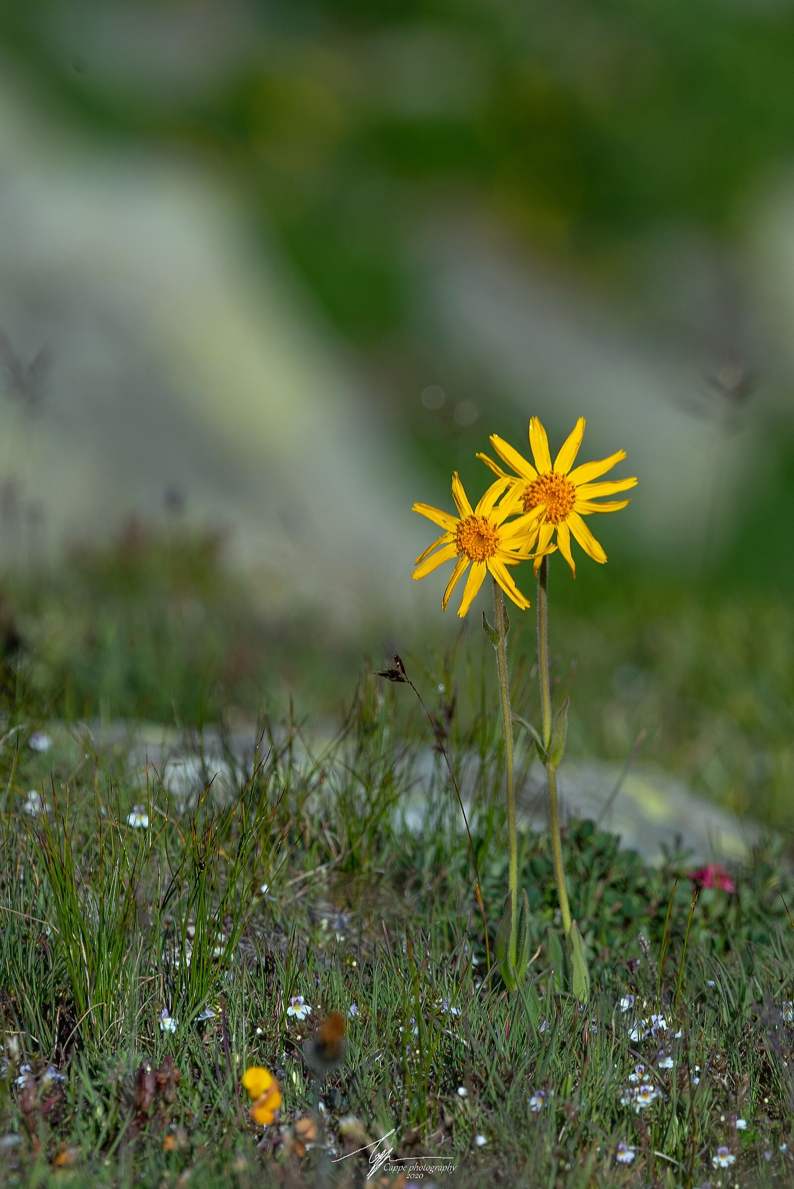 Arnica Montana (L.)