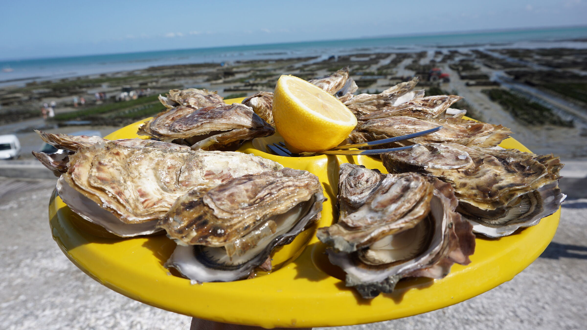 Bretagna.Ostriche,raccolte e mangiate.