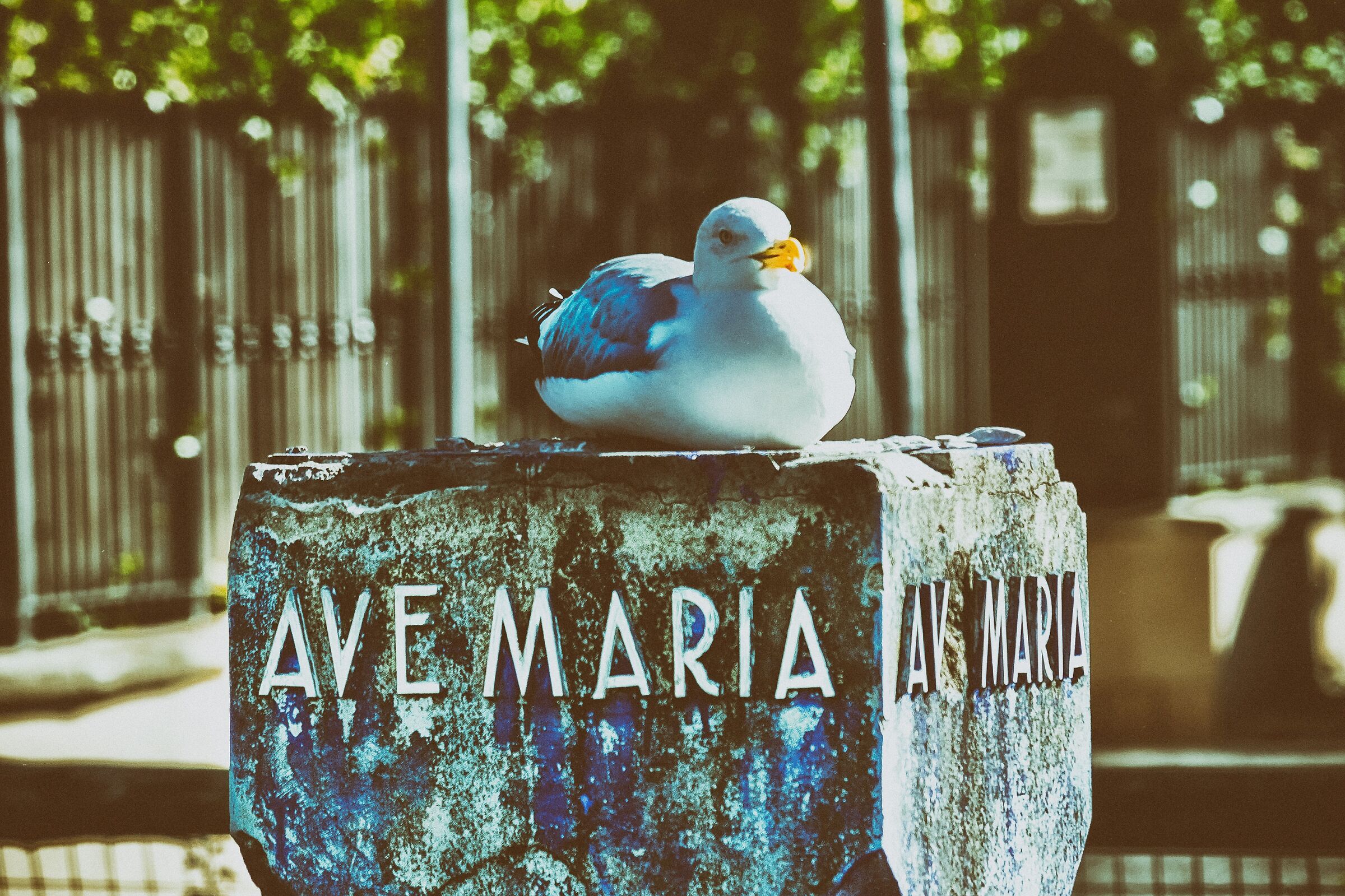 Anche i Gabbiani Pregano