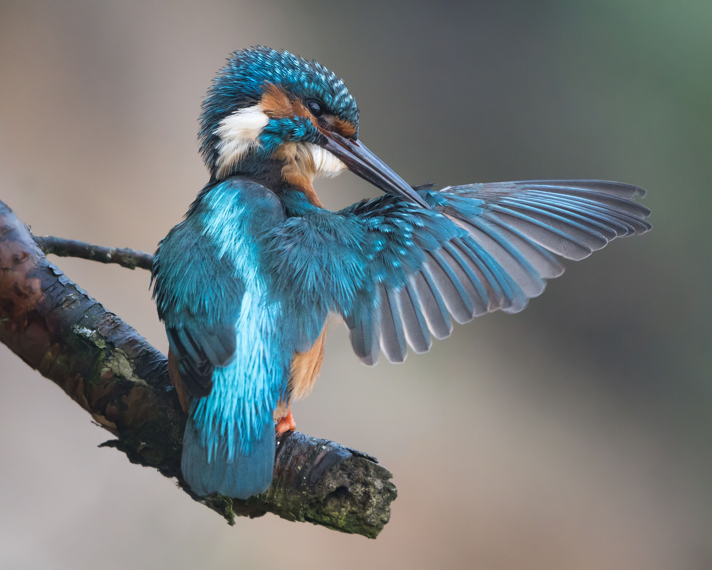 Common kingfisher (Alcedo atthis)