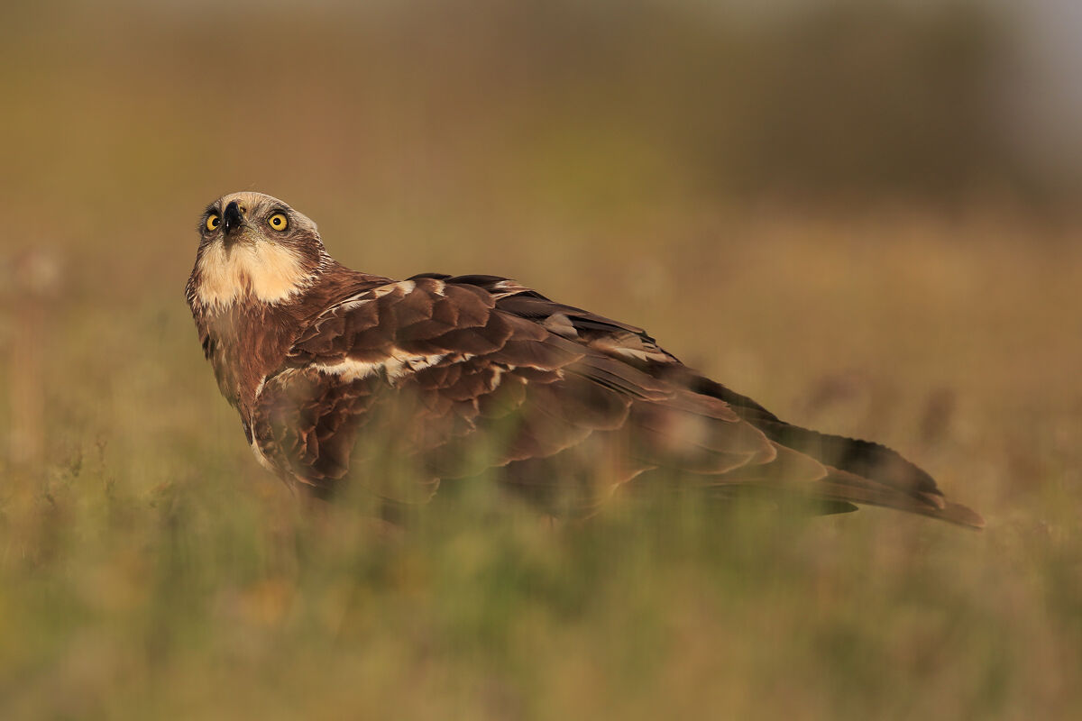 Scrutate il cielo...