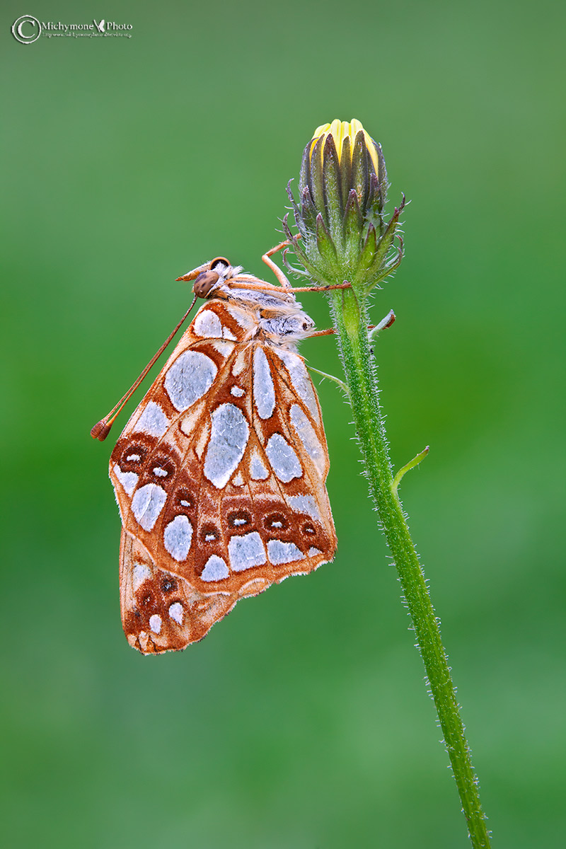 Issoria lathonia (Linnaeus, 1758)