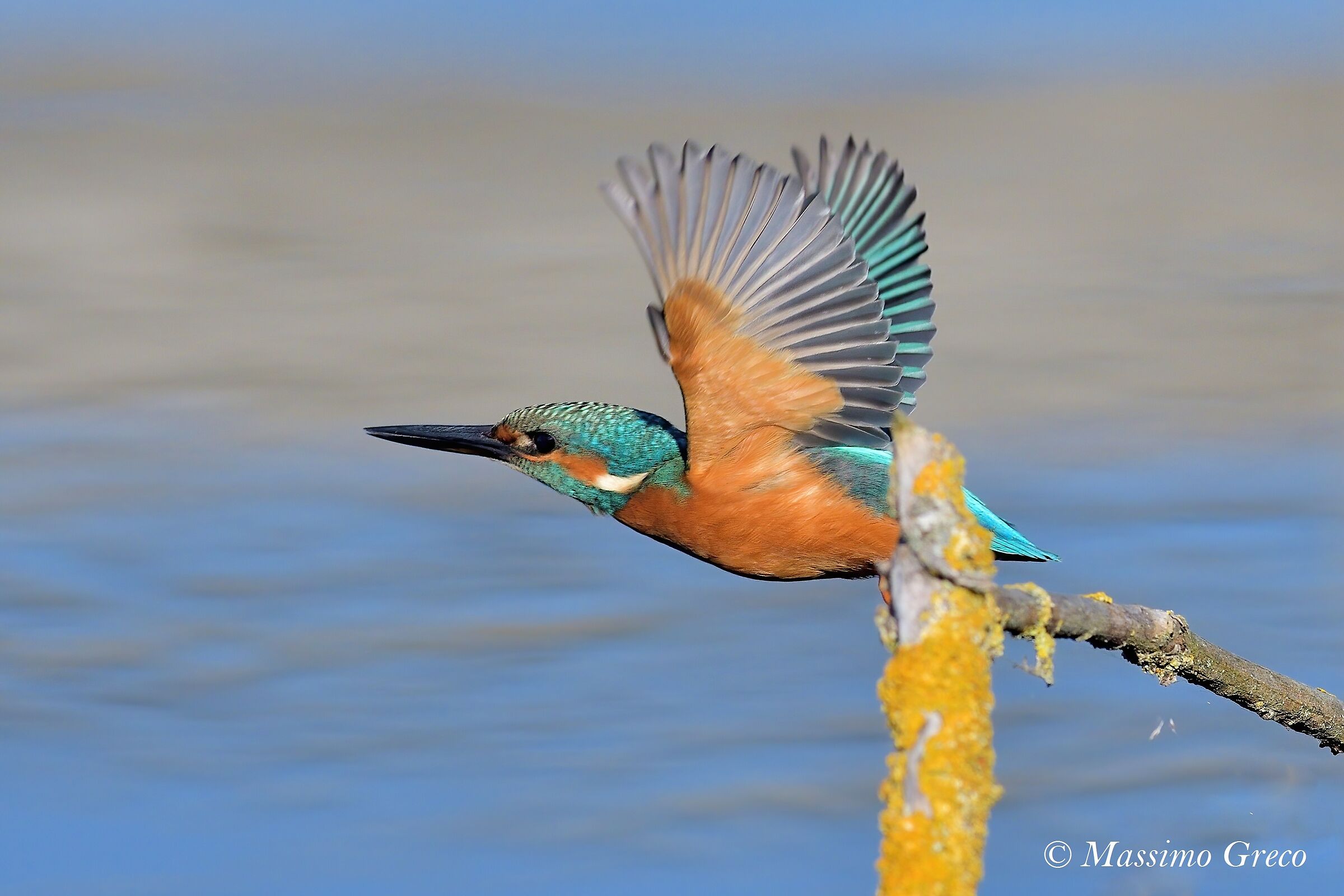 Kingfisher