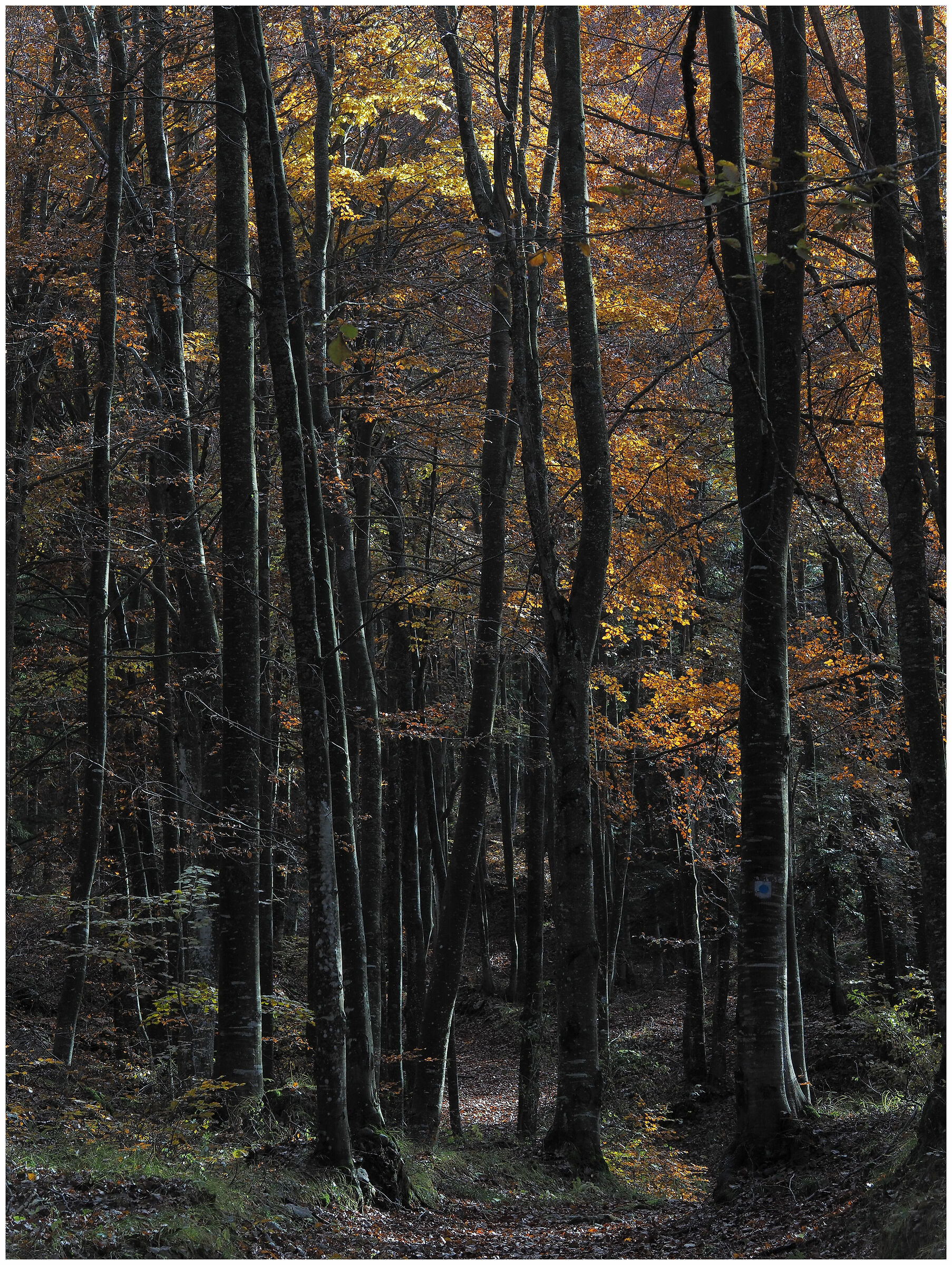 nei boschi del m.te Zugna