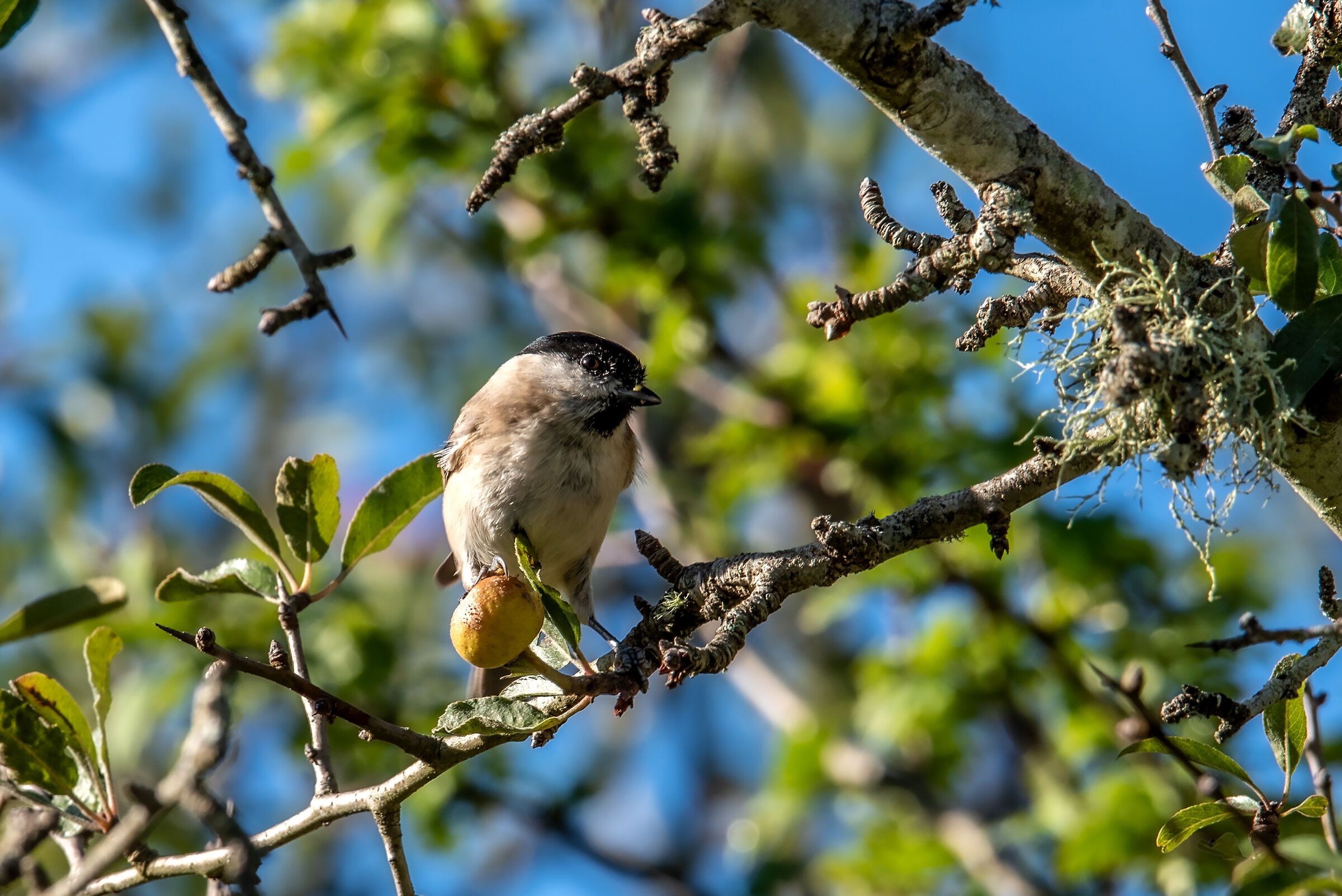 Capinera (Sylvia atricapilla)