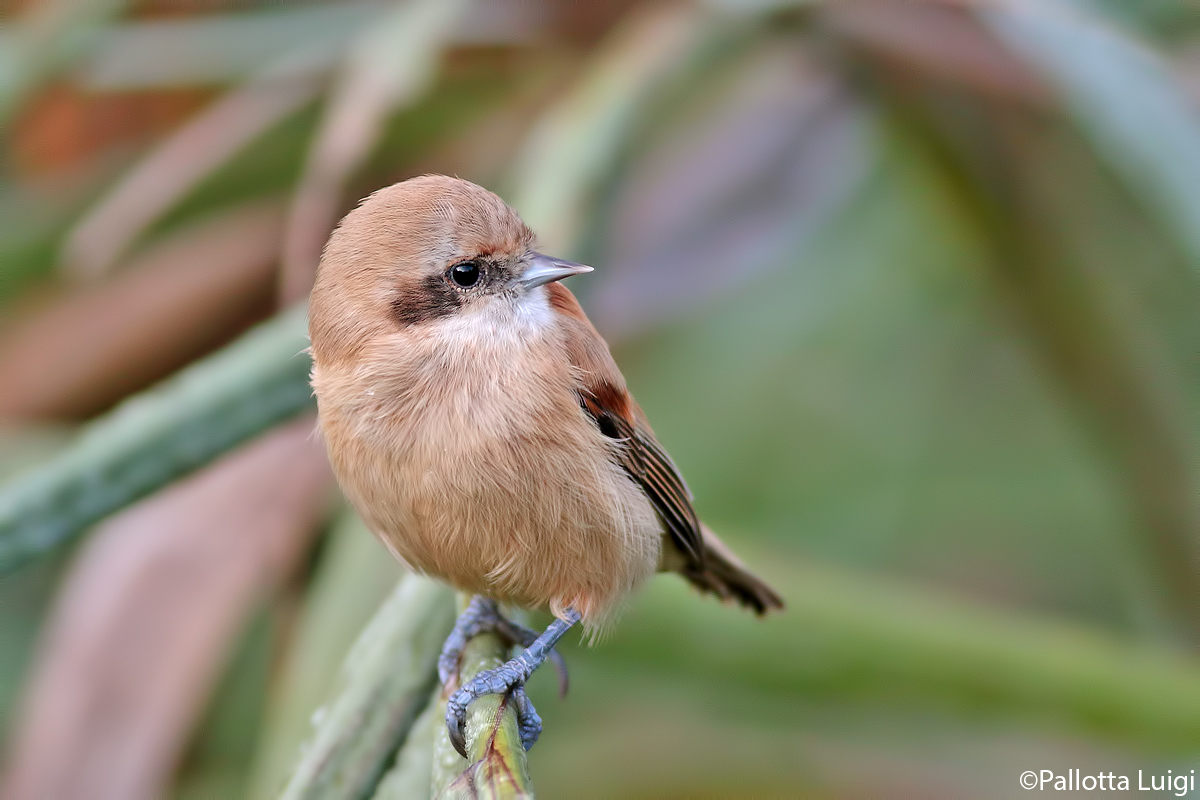 Pendolino (Remiz pendulinus)