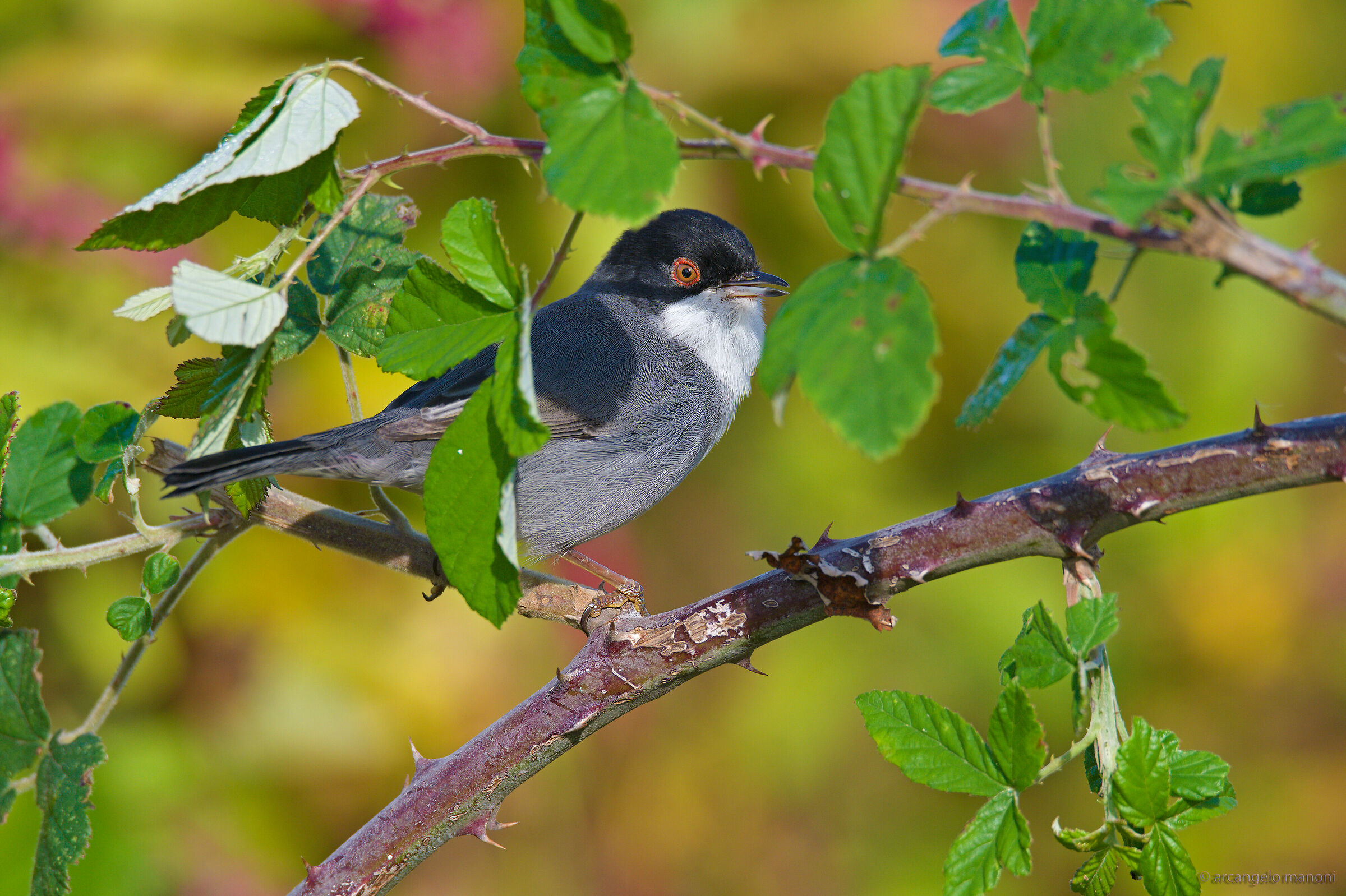 When the photographer plays catch-up with the occhiocot