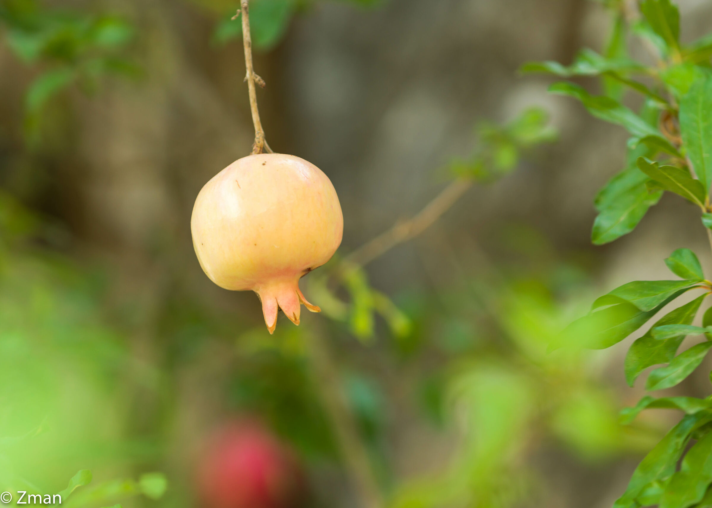 Pomegranate