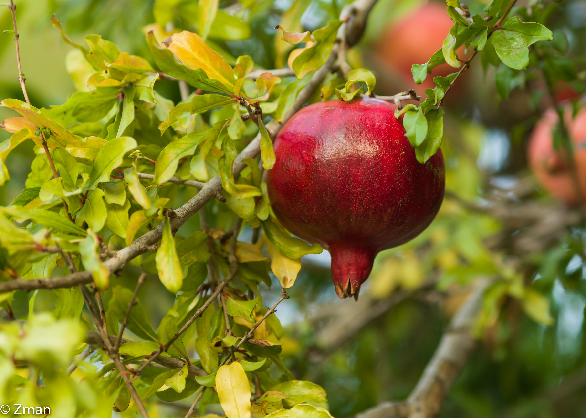 Pomegranate