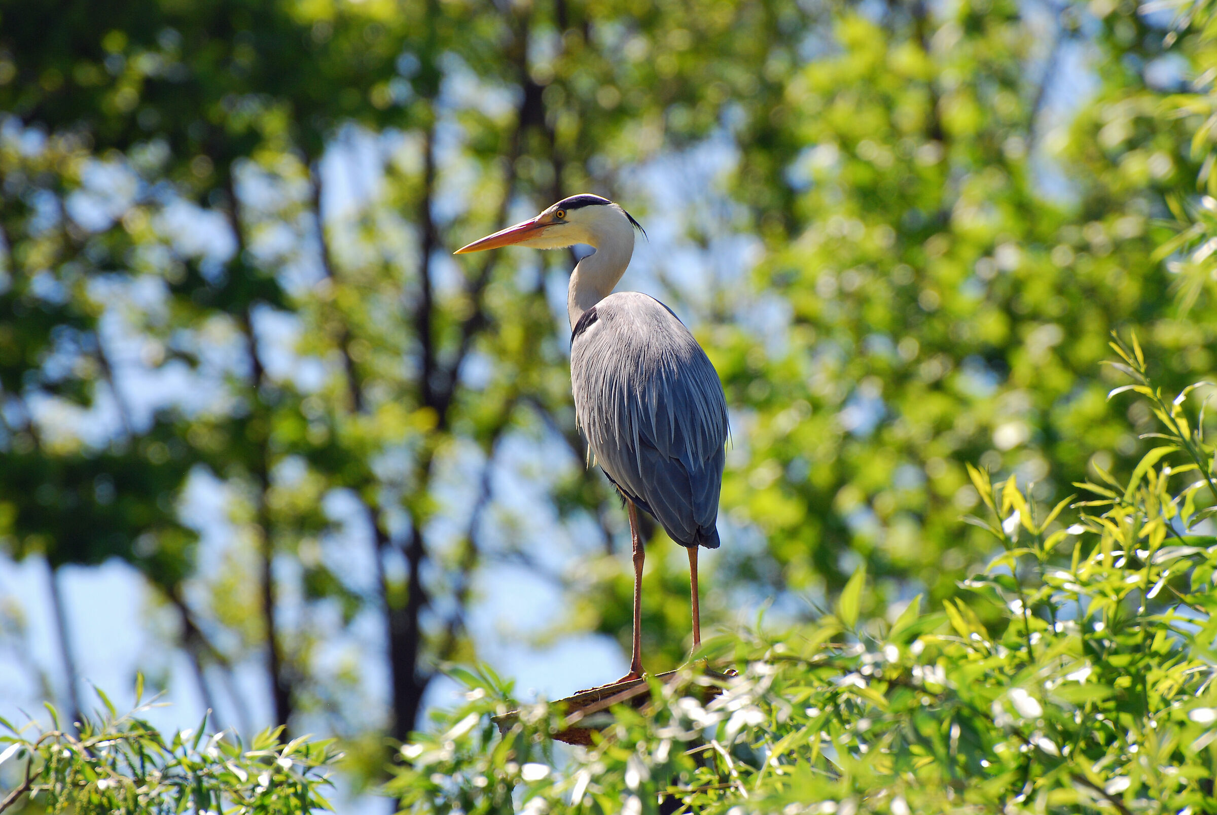 Gray heron