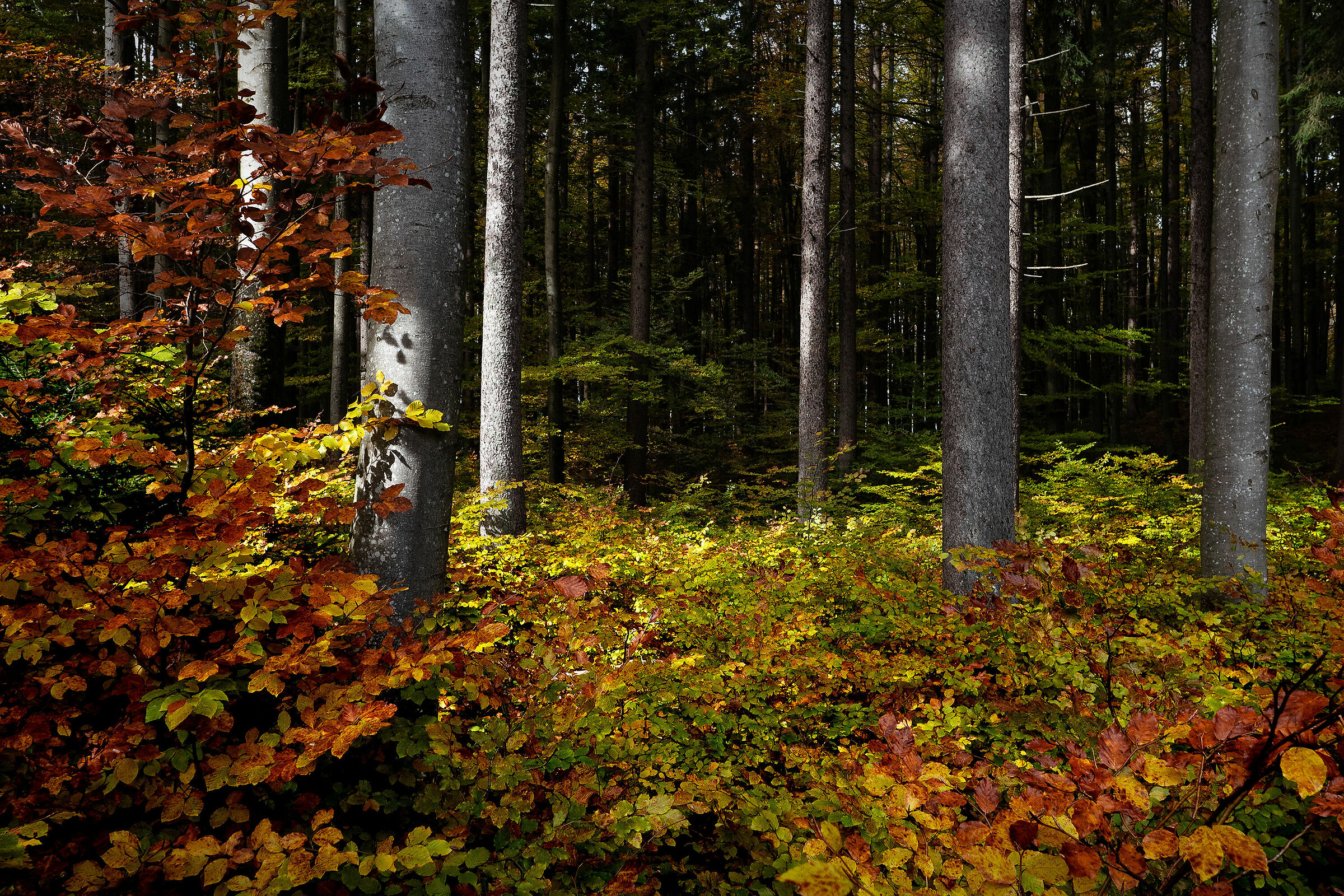 Cromie d'autunno#2 - Tarvisio - Alpi Giulie - Italy