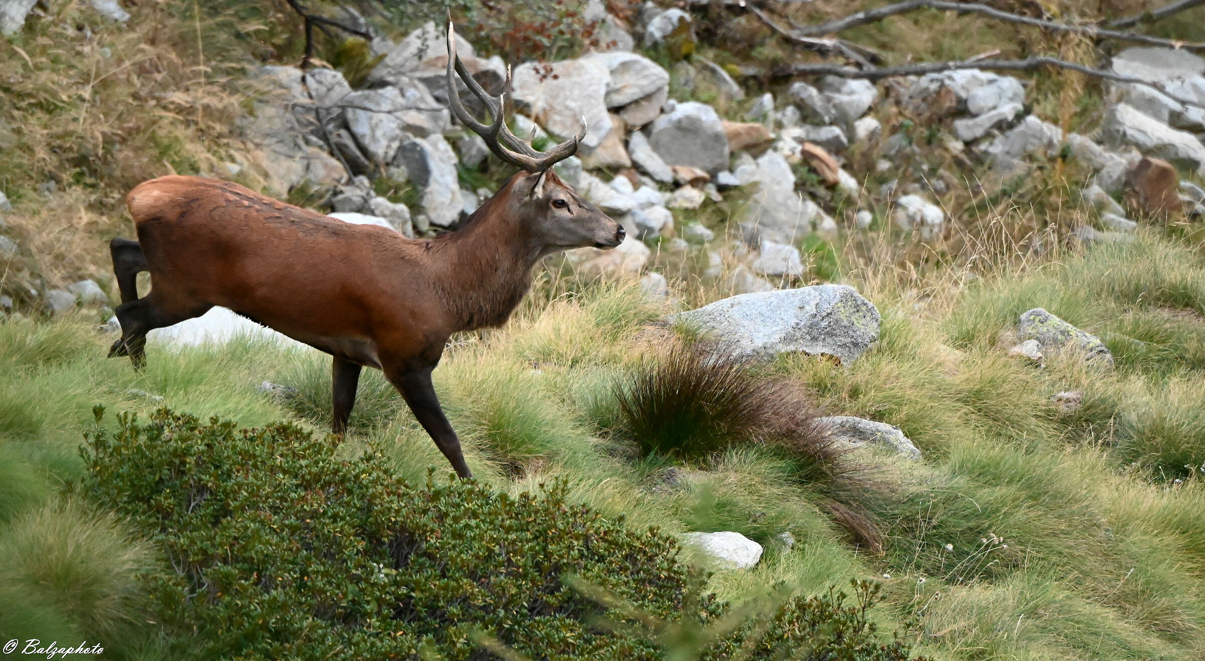 Male deer looking for companions