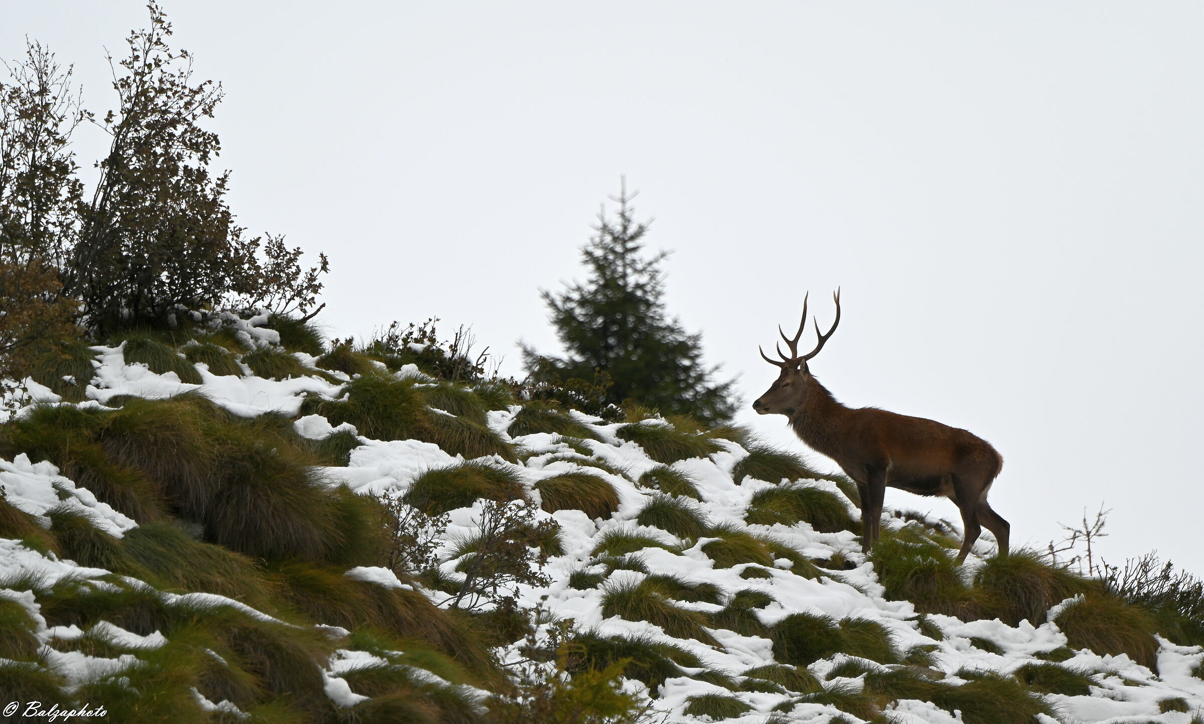 Male deer in backlight