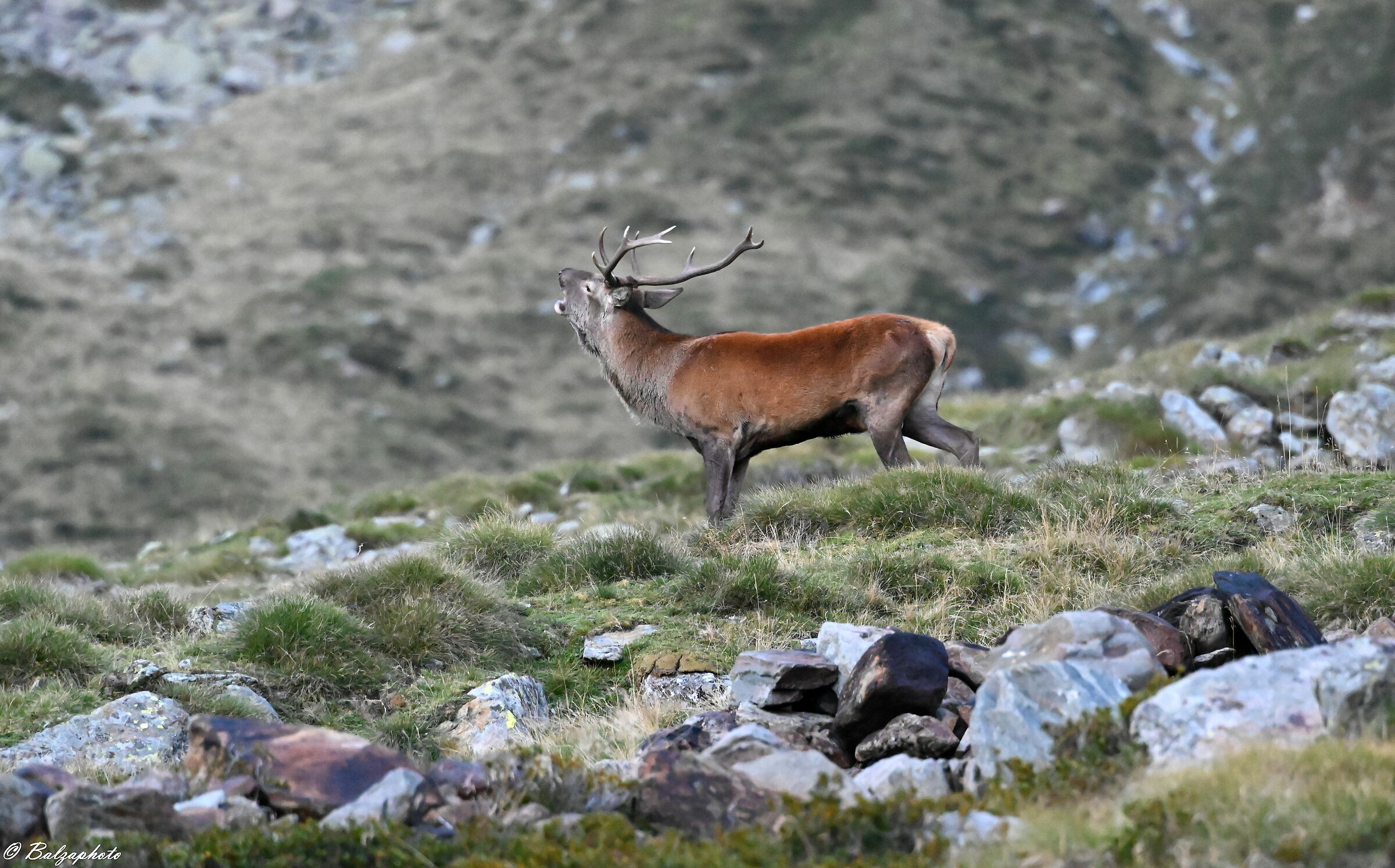 Cervo maschio al bramito