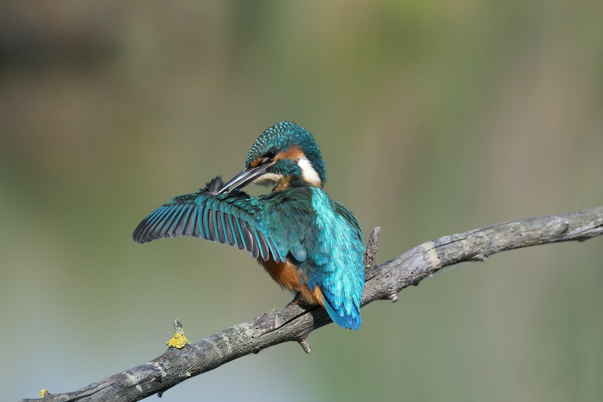 Kingfisher