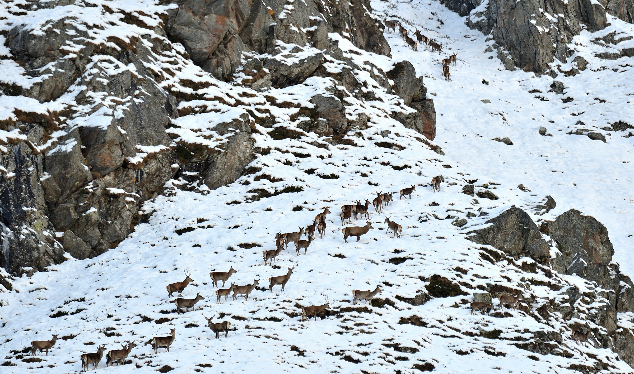 Pack of deer with some young male