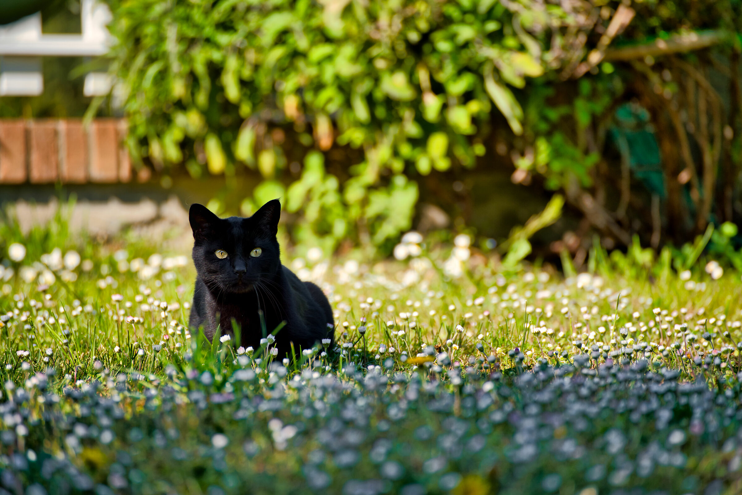 Blessed among the daisies