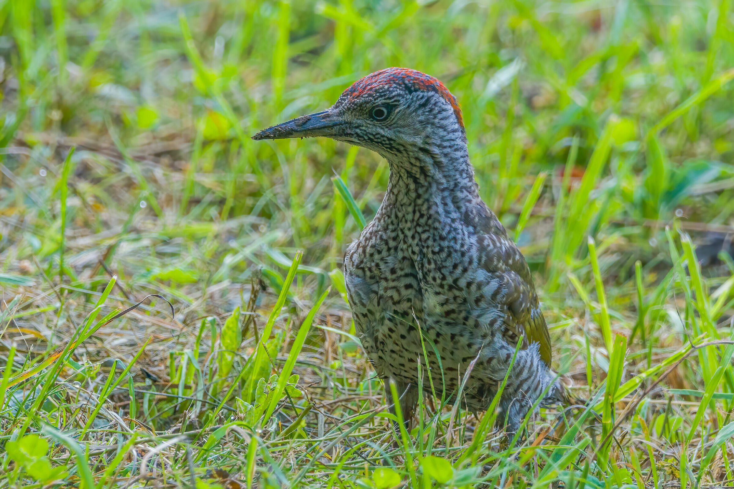 Green woodpecker