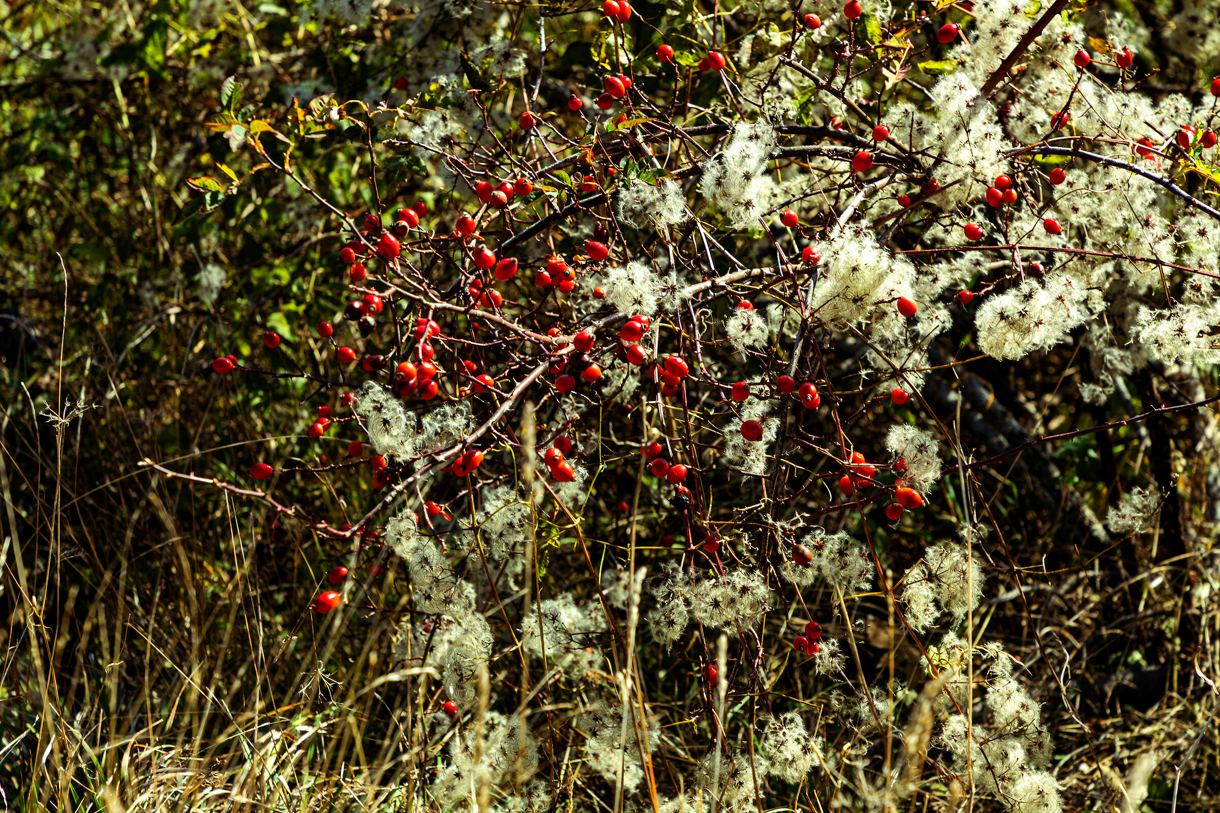 Frutti di bosco autunnali