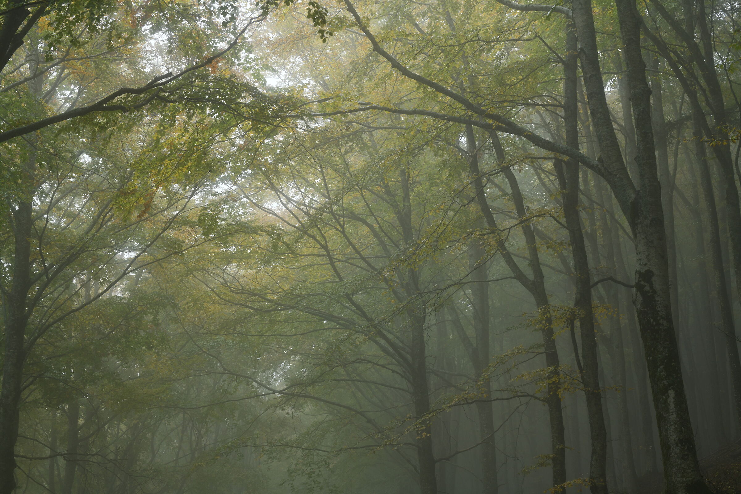 Misty beech