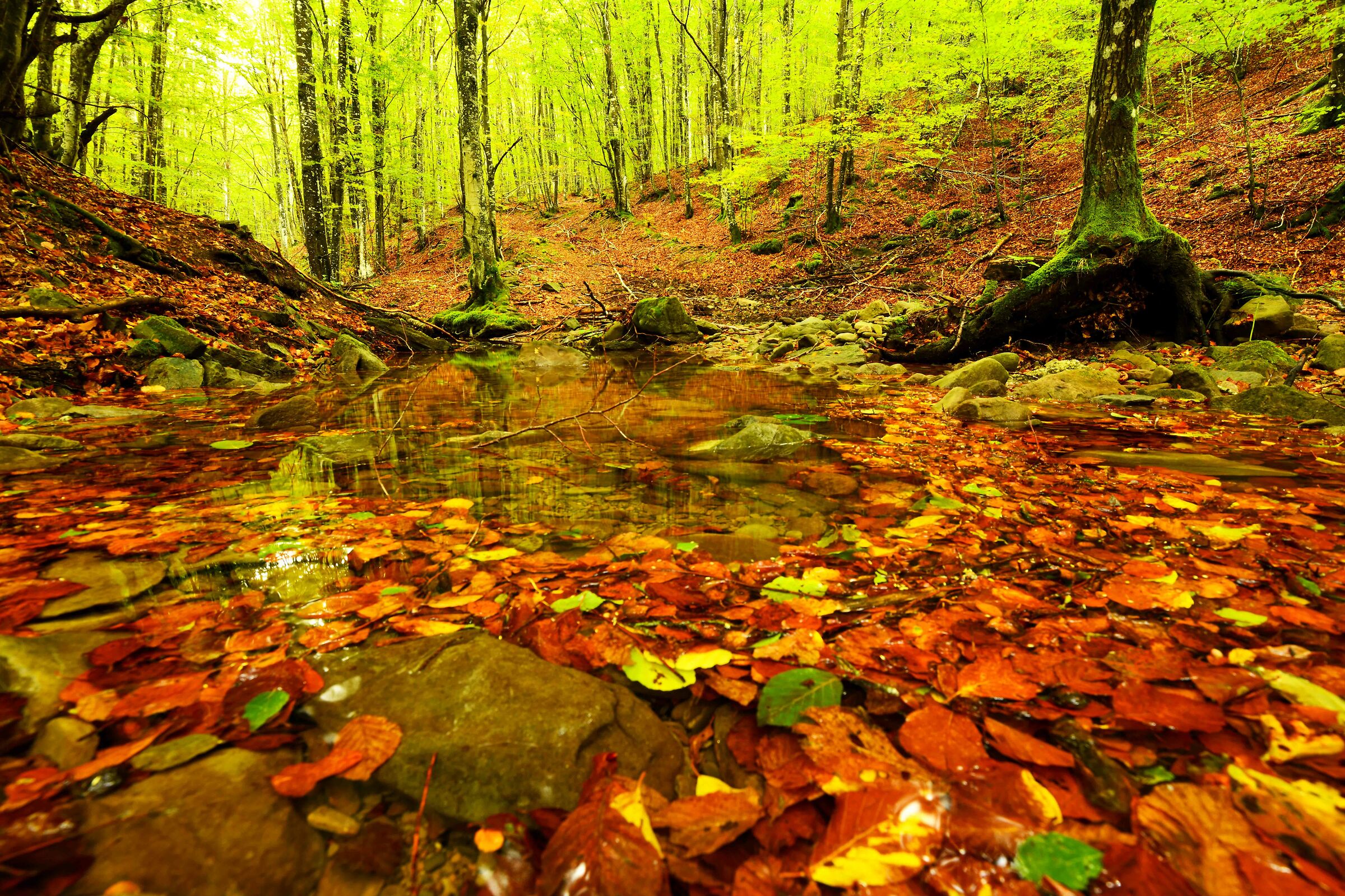 Autumn pool