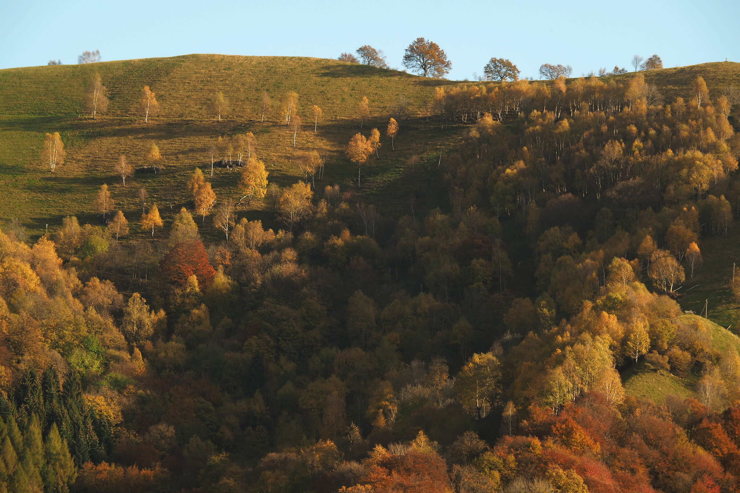 Now it's up to the birches to praise the mountains
