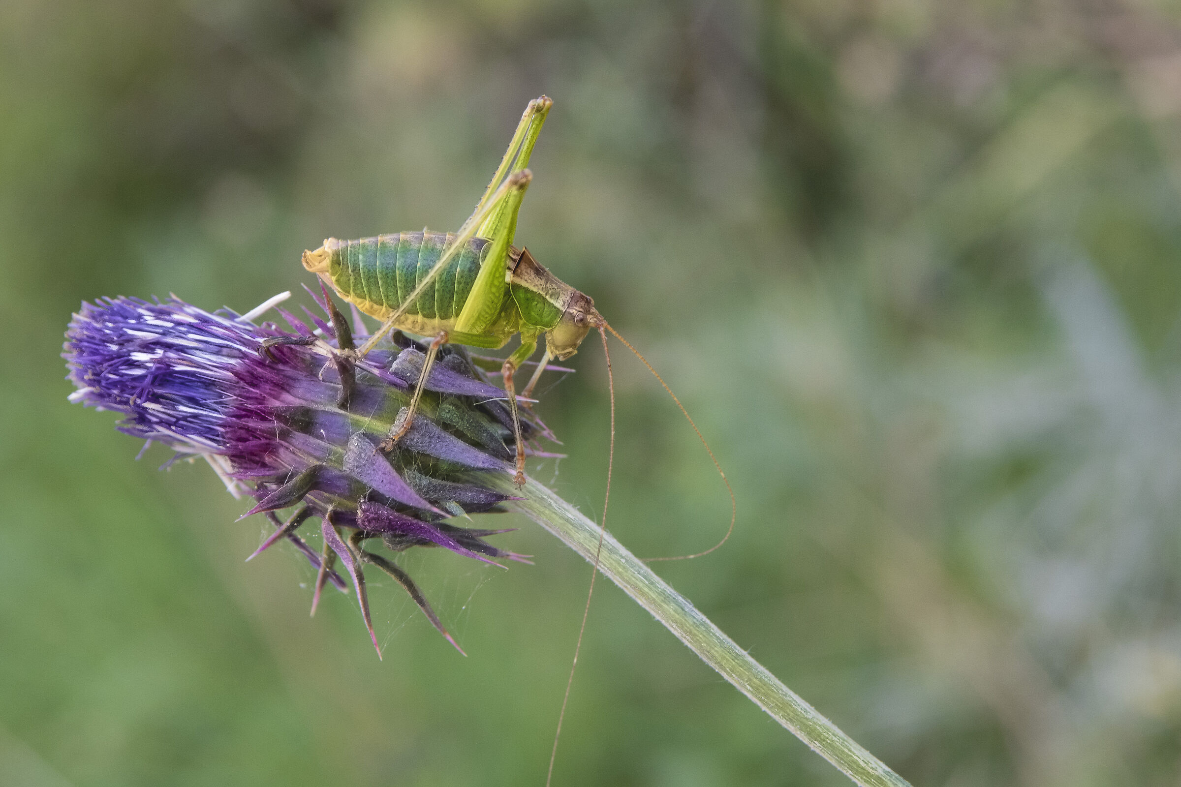 Metaplastes pulchripennis