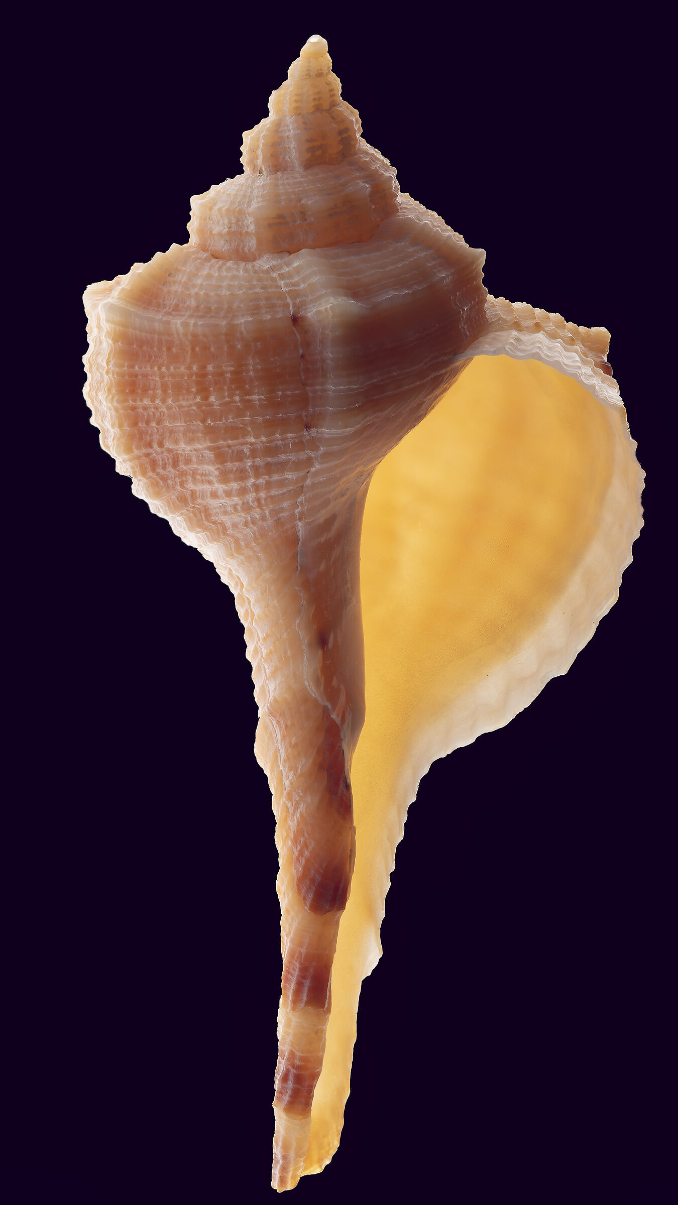 Conchiglia