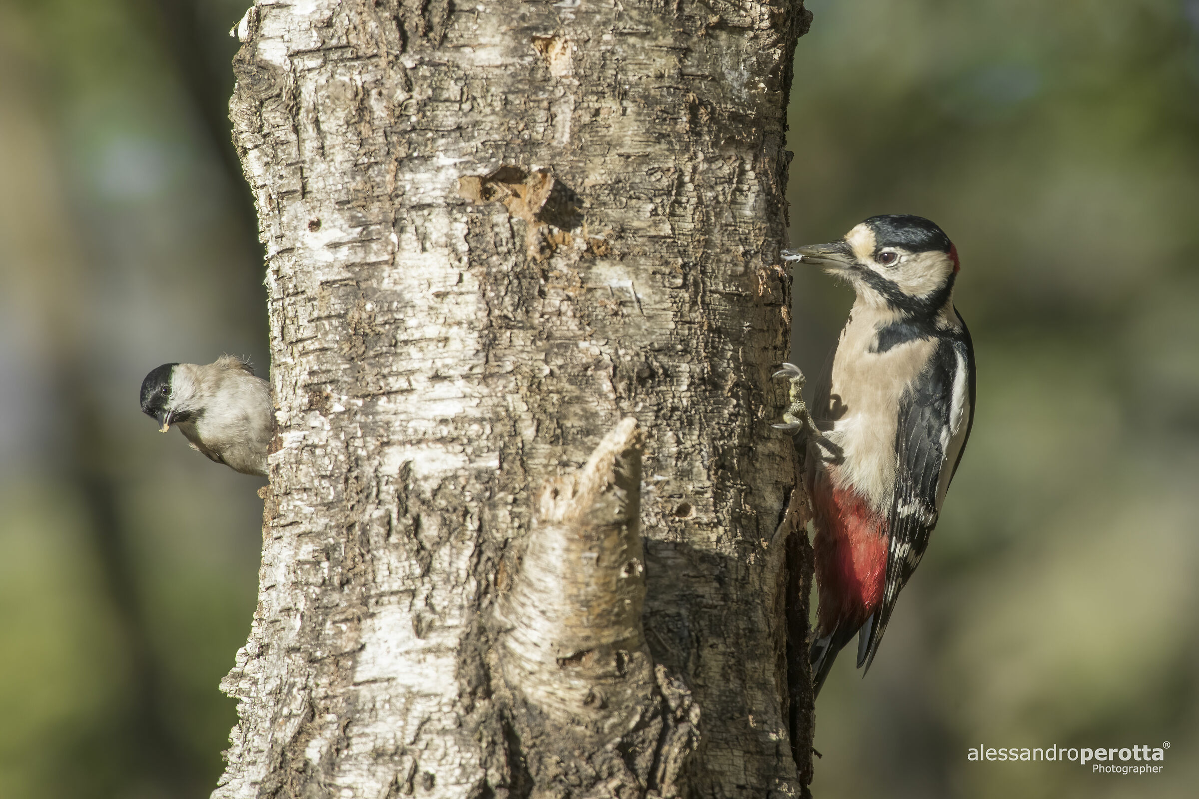 Poecile palustris e Dendrocopos major