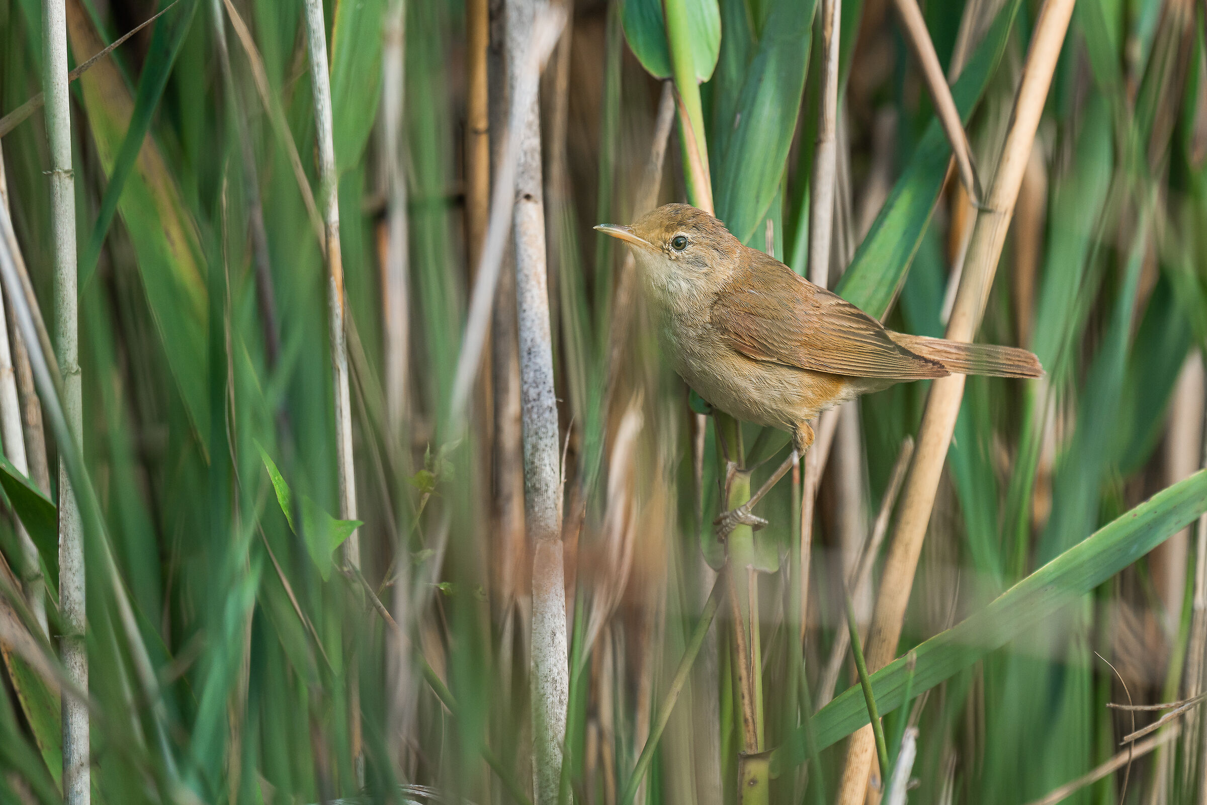cannaiola - Wikipedia
