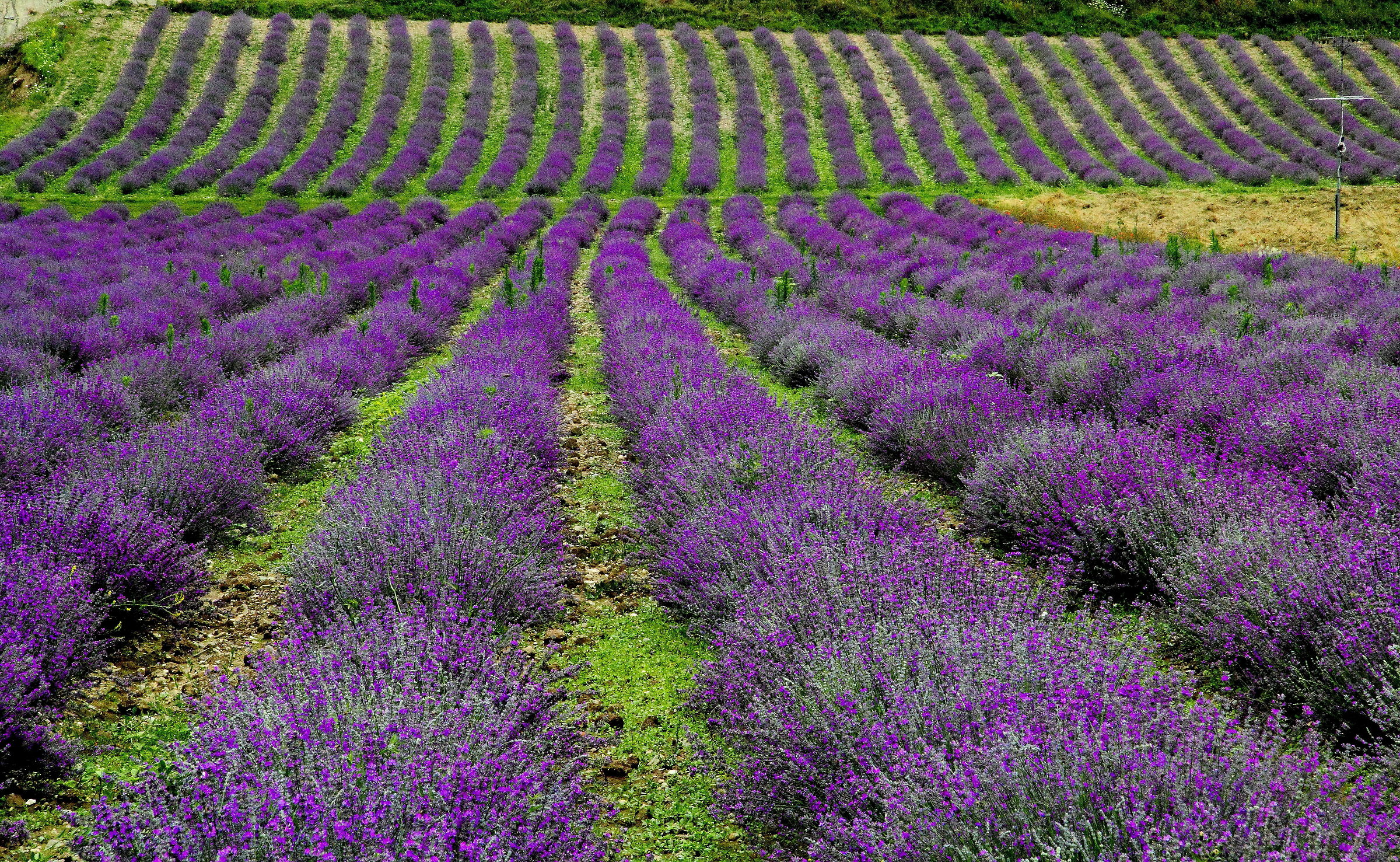 Lavanda (valli del cuneese)
