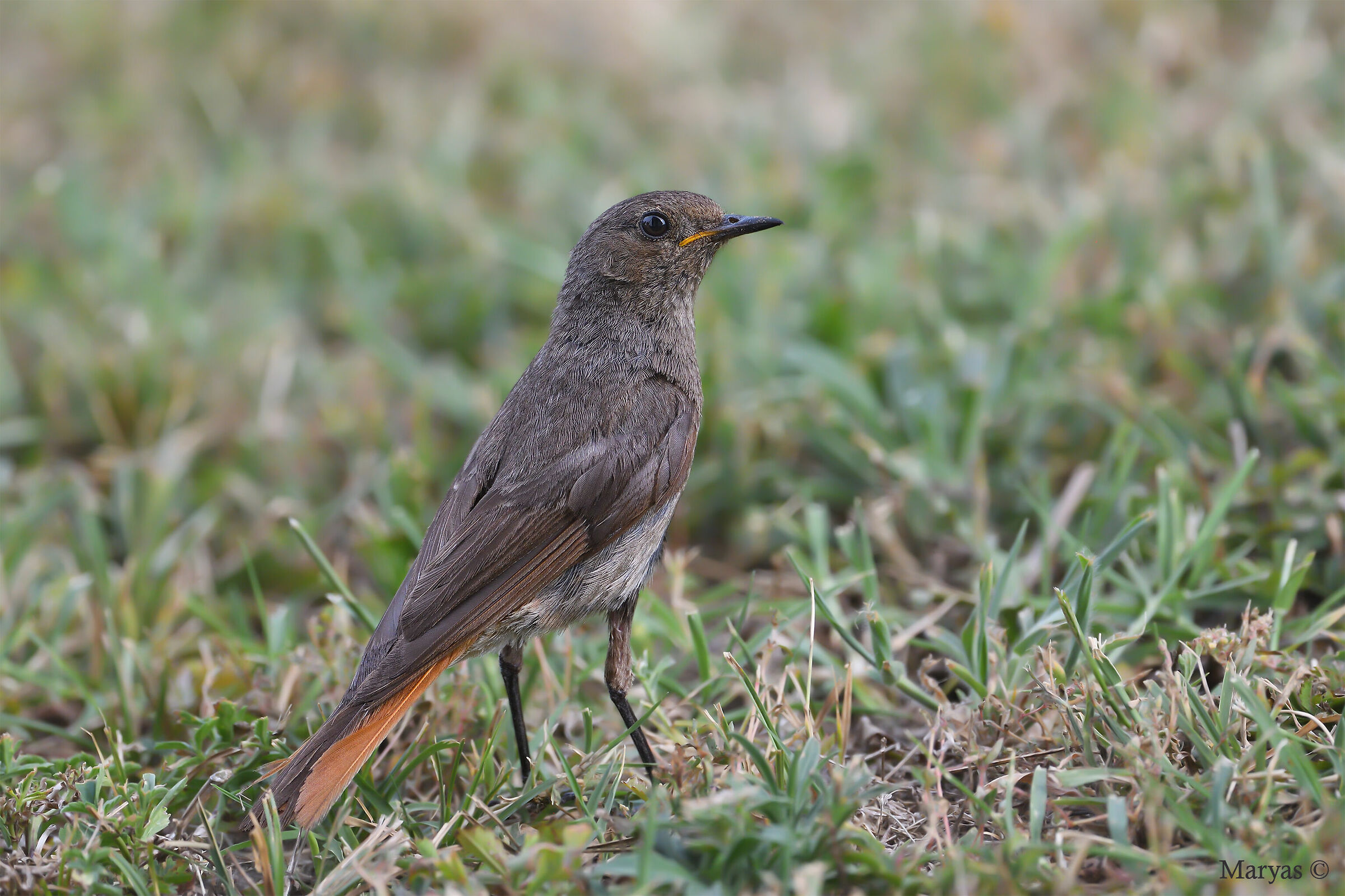 Female coirosso fireplace sweeper