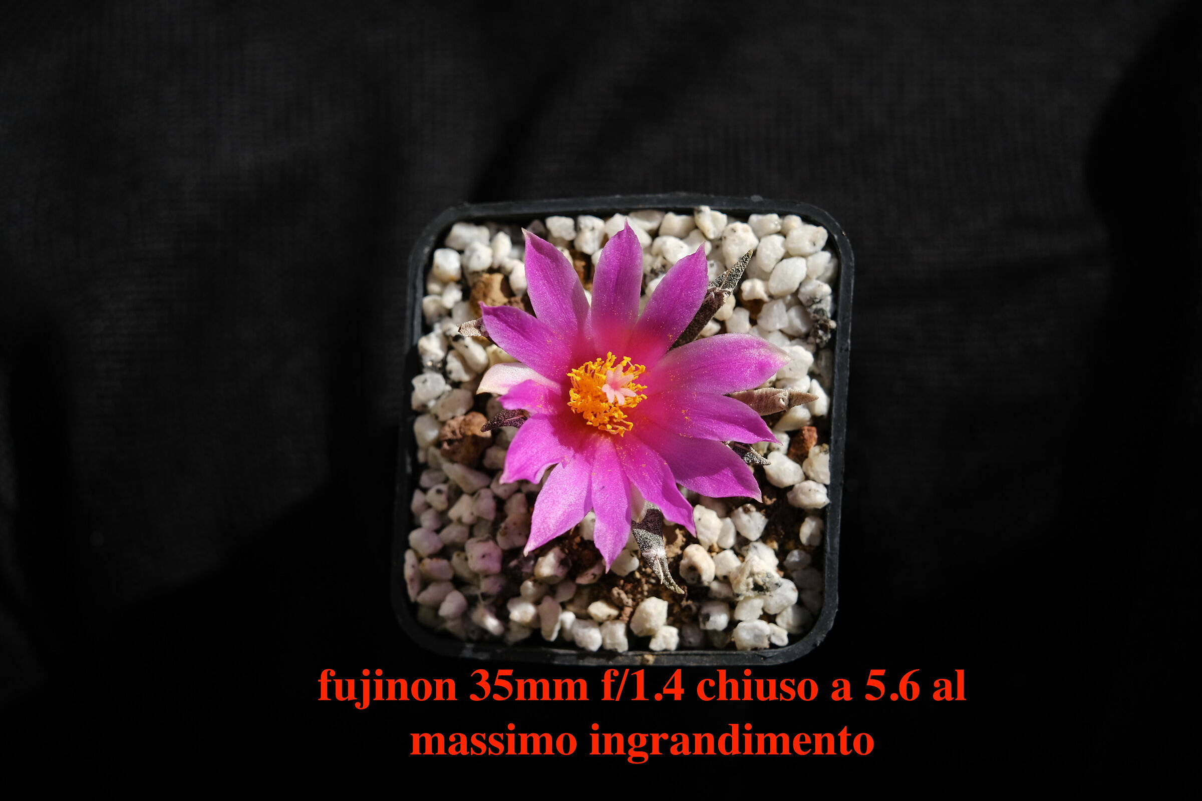 Fiore di Ariocarpus Agavoides