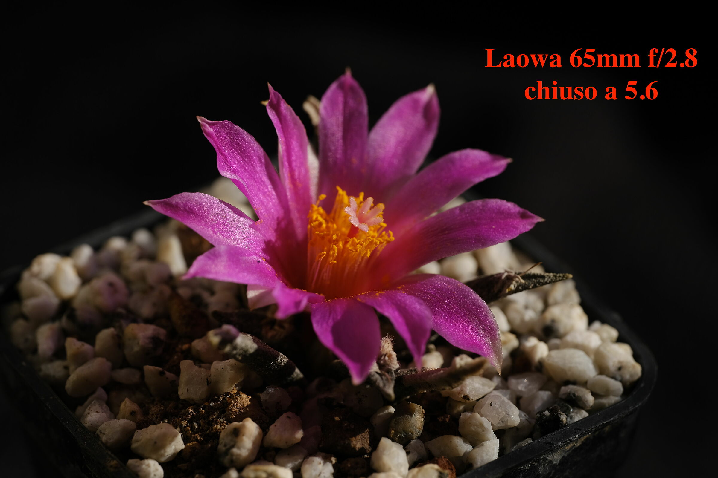 Flower of Ariocarpus Agavoides