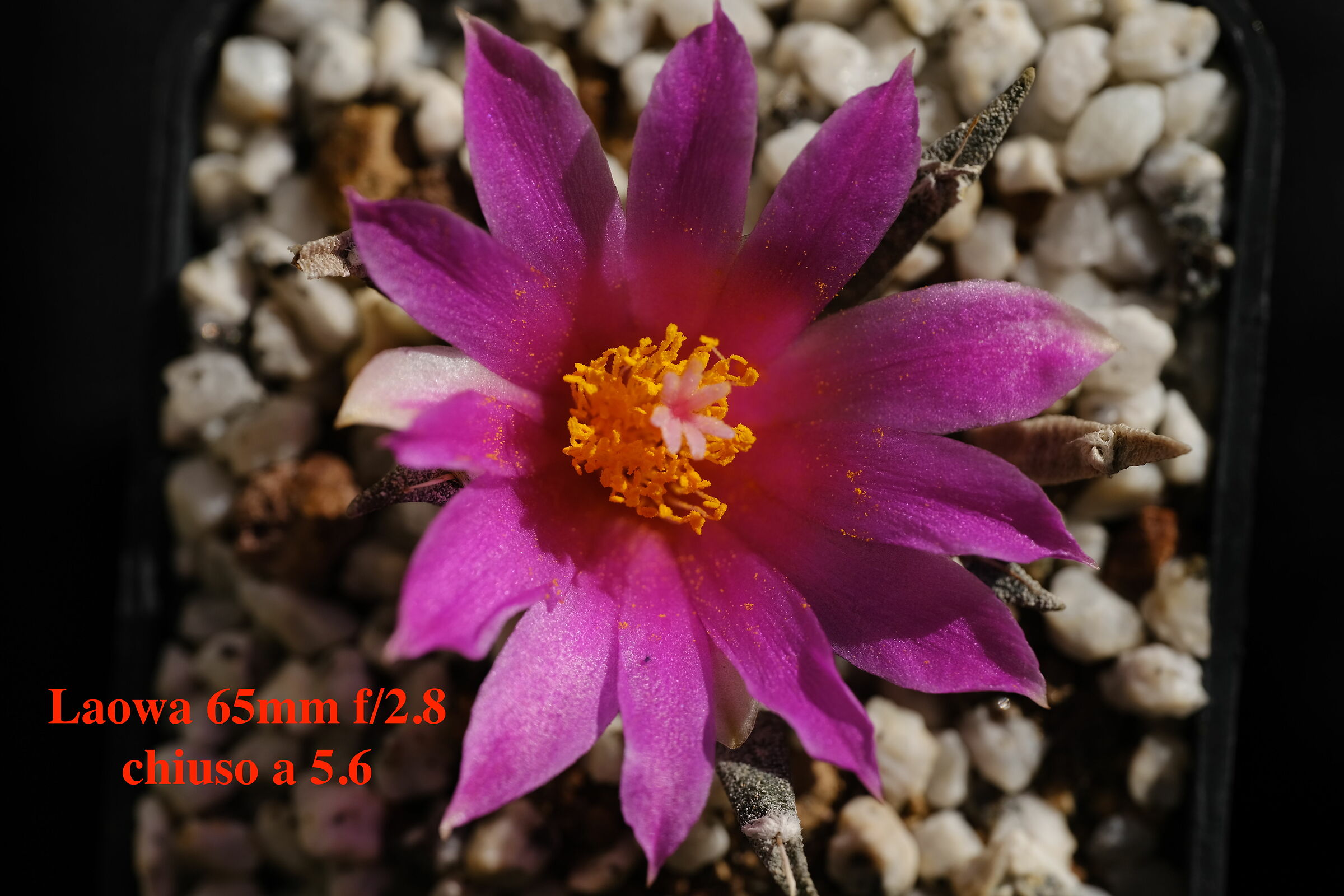 Fiore di Ariocarpus Agavoides