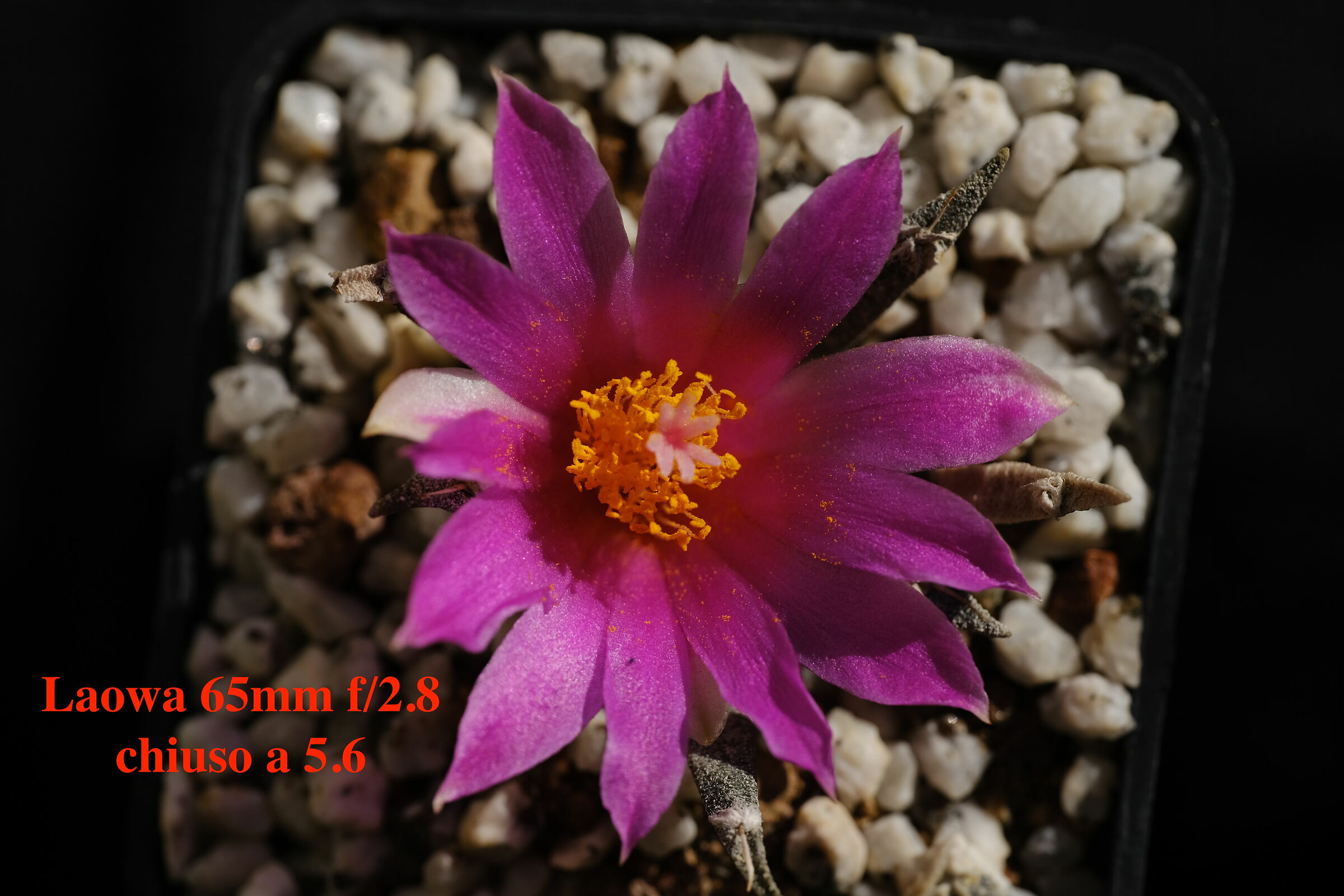 Fiore di Ariocarpus Agavoides