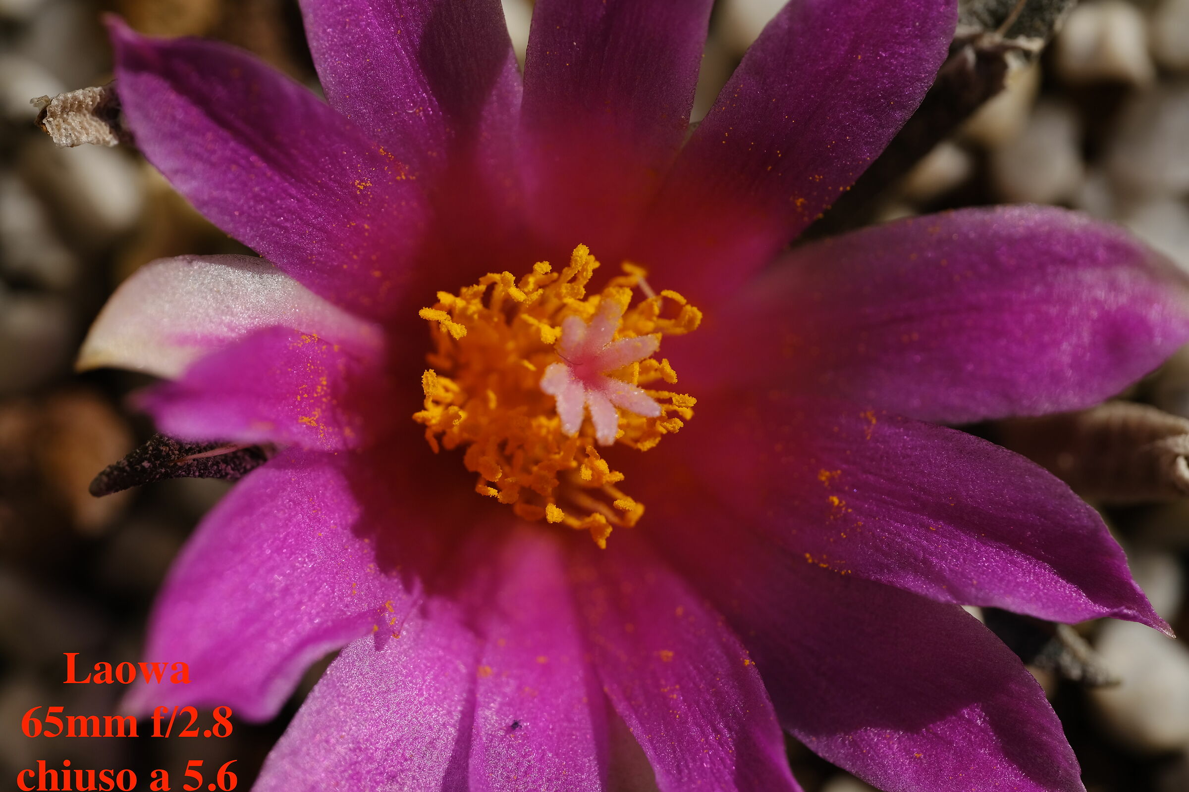 Flower of Ariocarpus Agavoides