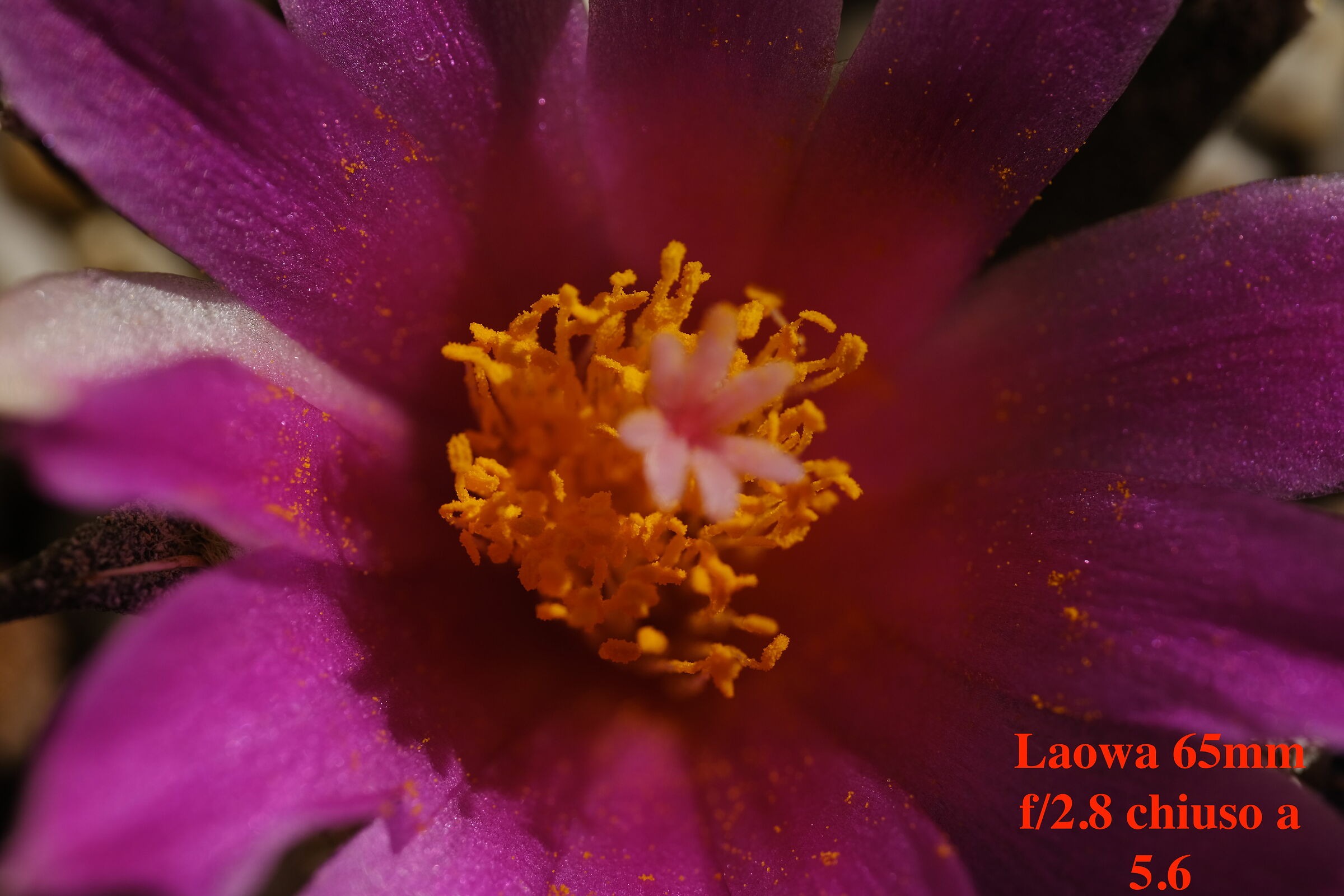 Fiore di Ariocarpus Agavoides