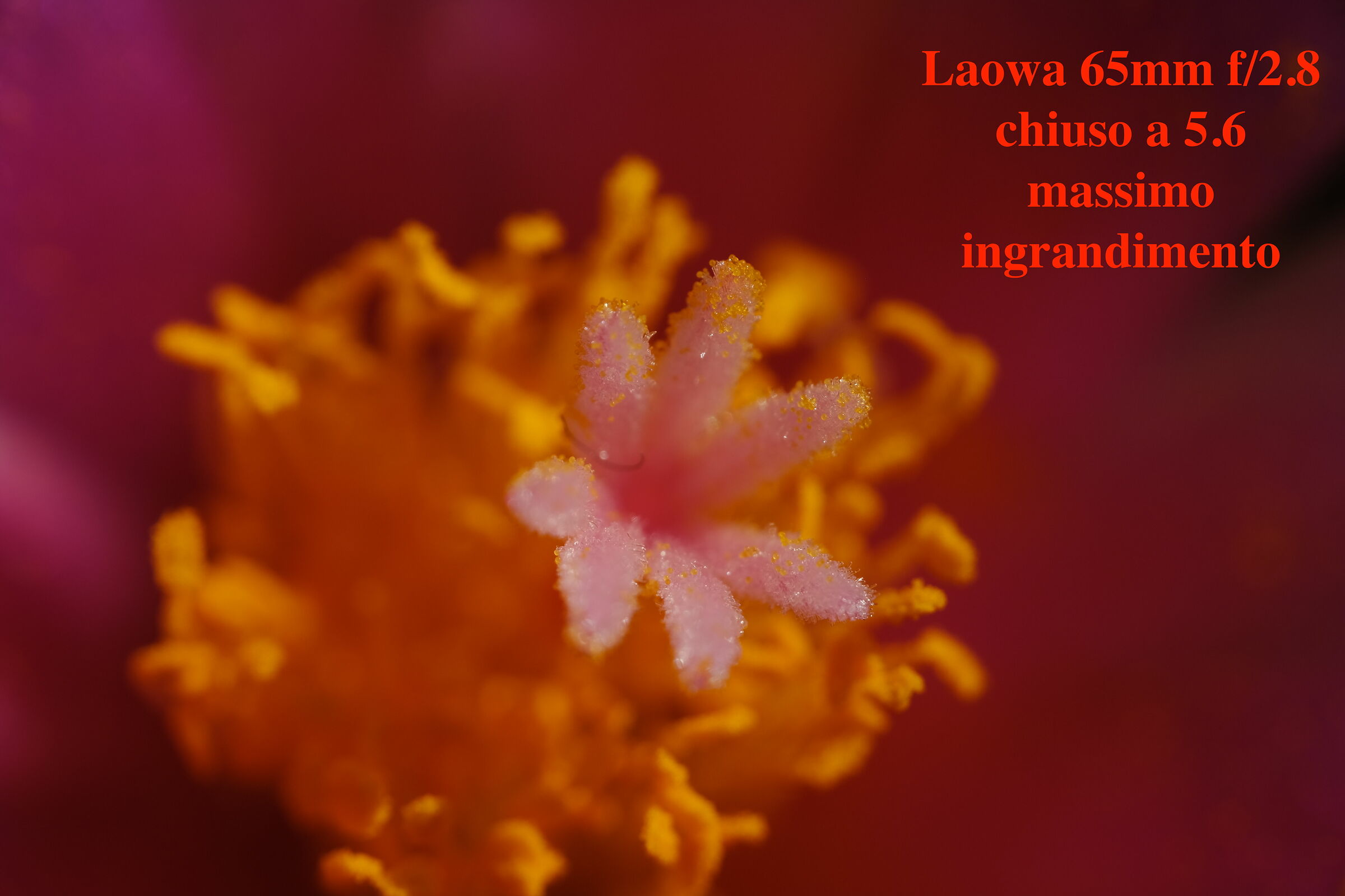 Fiore di Ariocarpus Agavoides