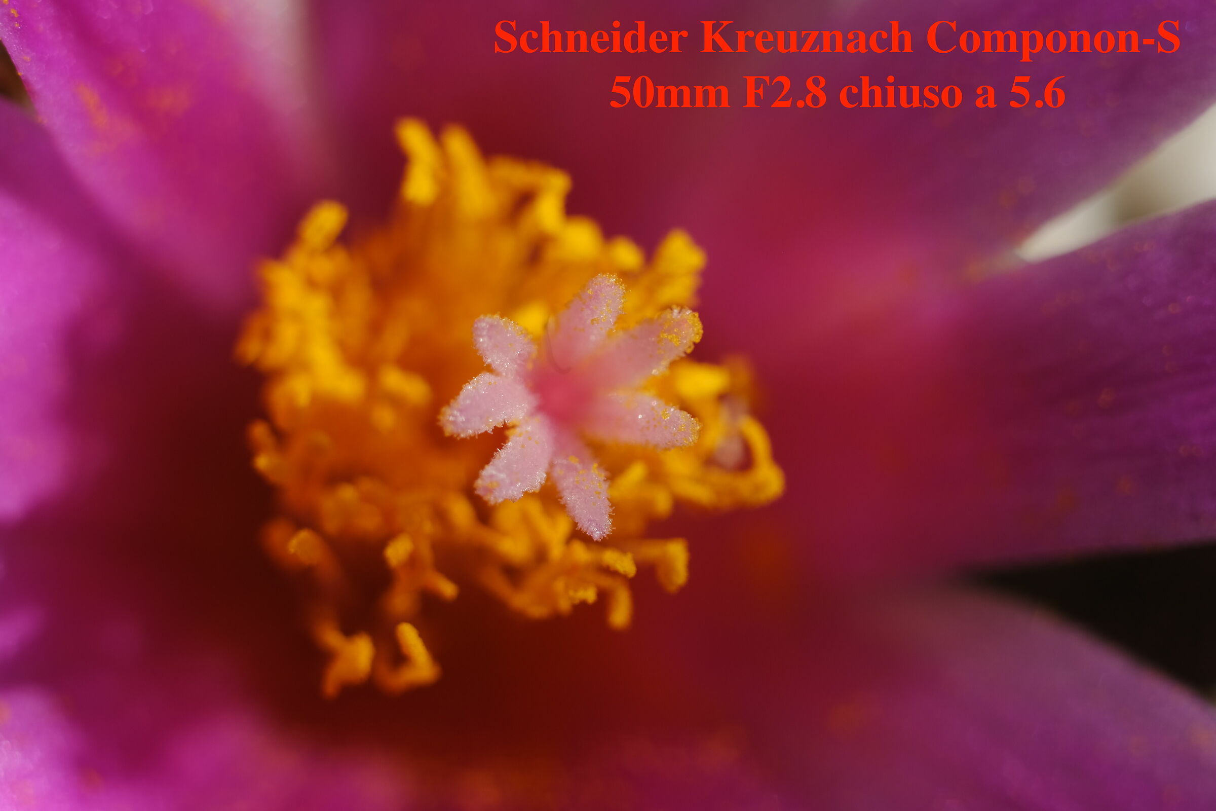 Fiore di Ariocarpus Agavoides