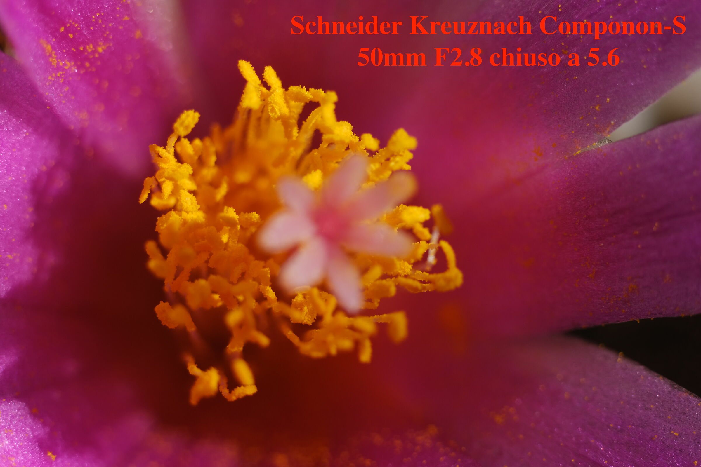 Flower of Ariocarpus Agavoides