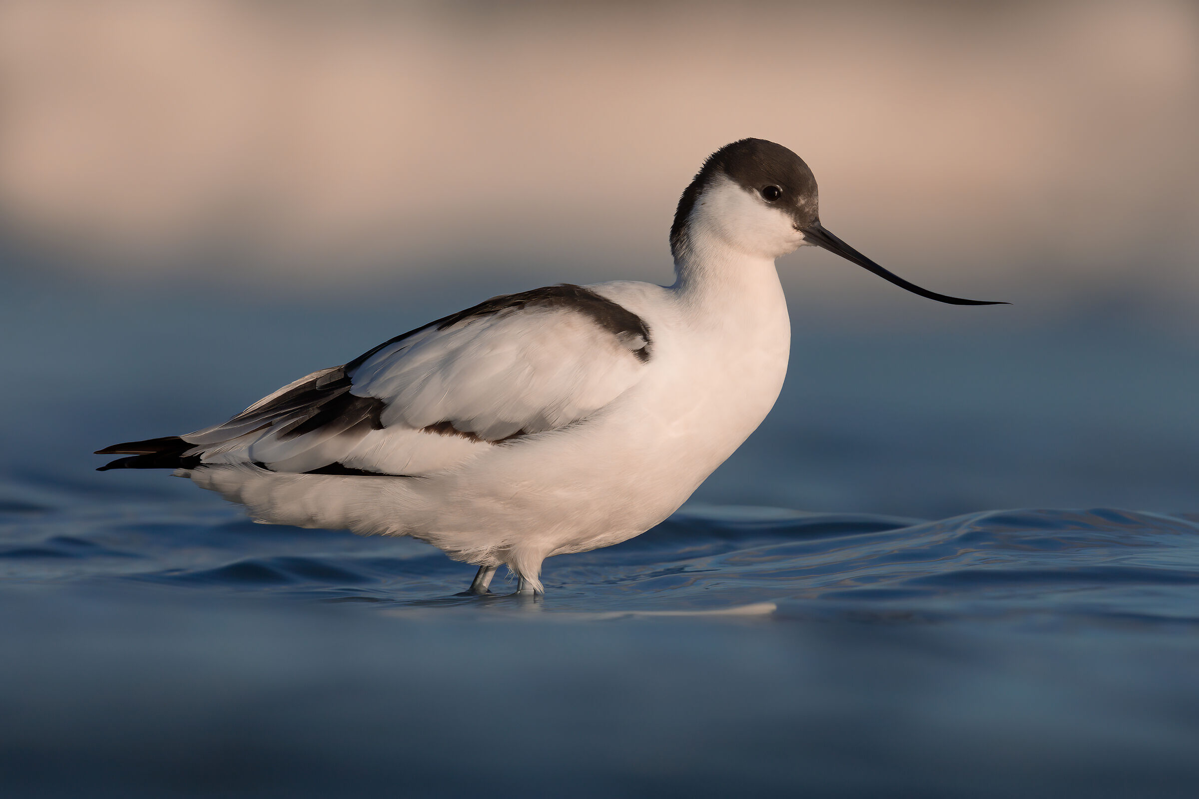 avocetta