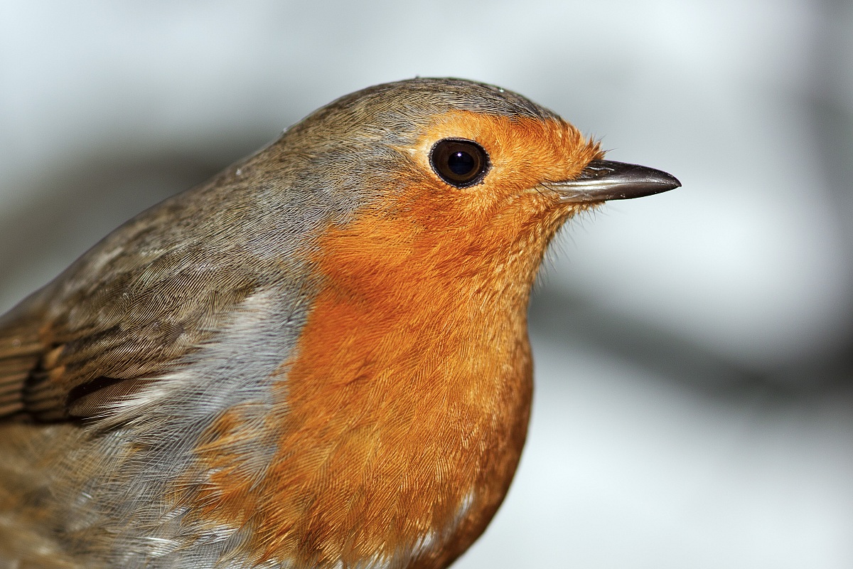 Foto tessera al pettirosso